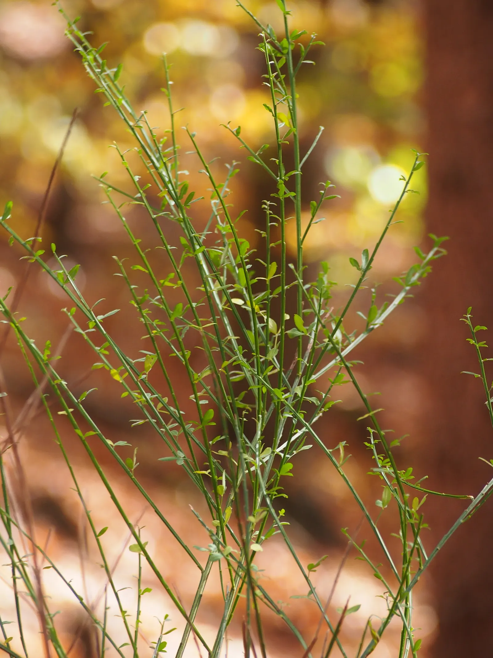 Scotch Broom (Cytisus Scoparius) — shrub with yellow blooms; simple leaves are somewhat inconspicuous, image 68