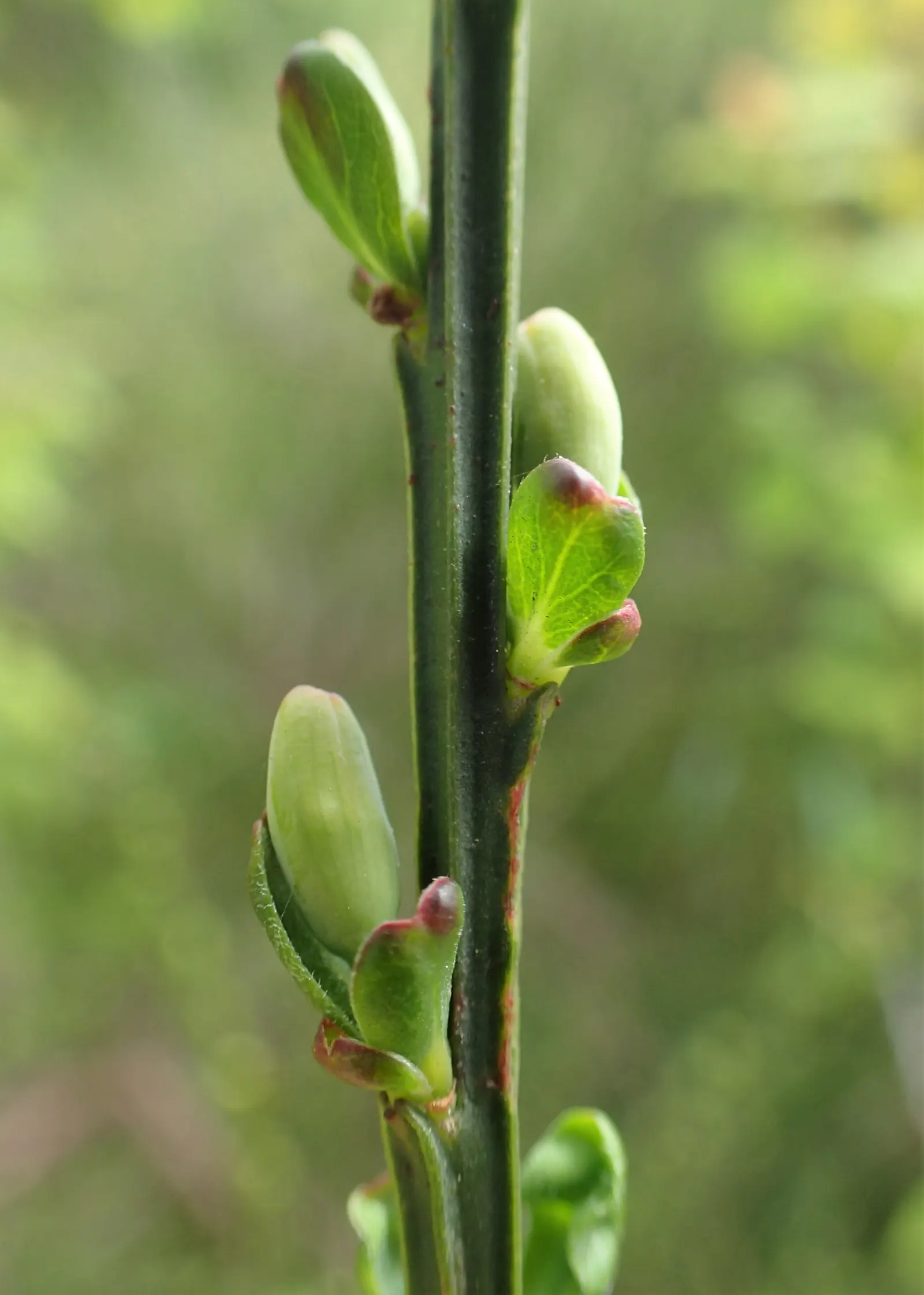 Scotch Broom (Cytisus Scoparius) — the plant fixes nitrogen in the soil; commonly known as Scotch broom, image 63