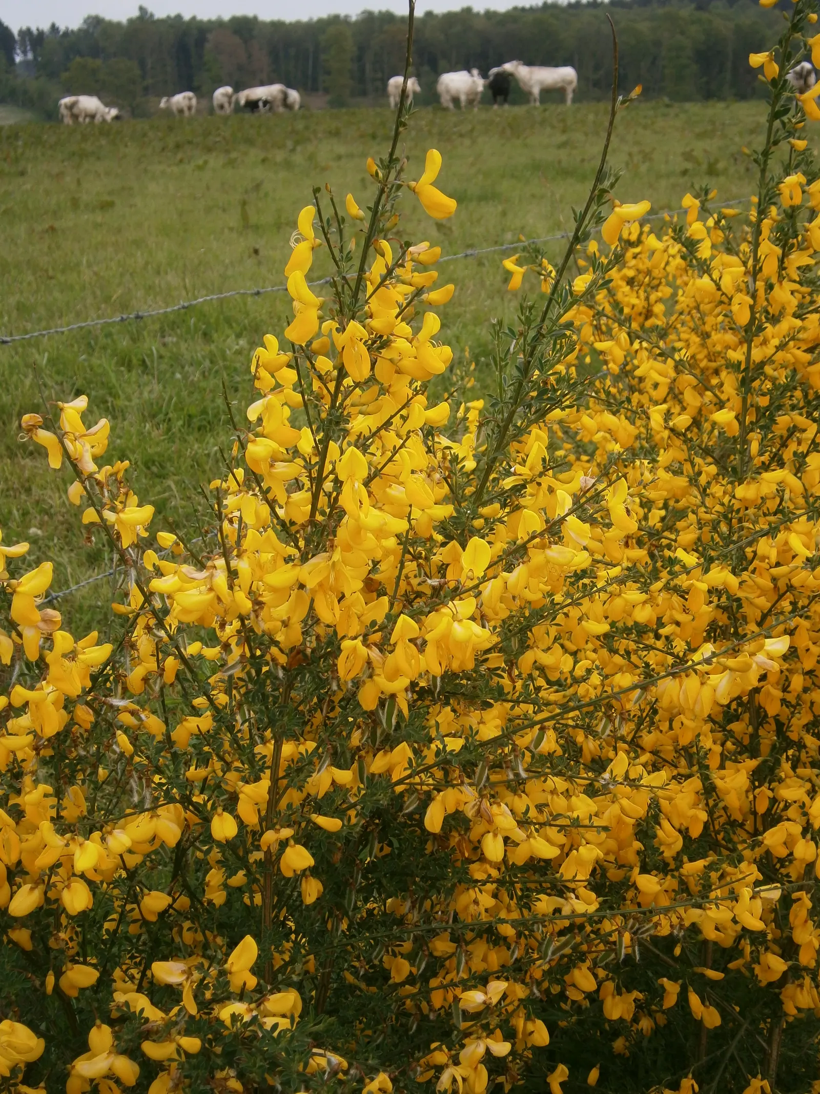 Scotch Broom (Cytisus Scoparius) — the plant fixes nitrogen in the soil
