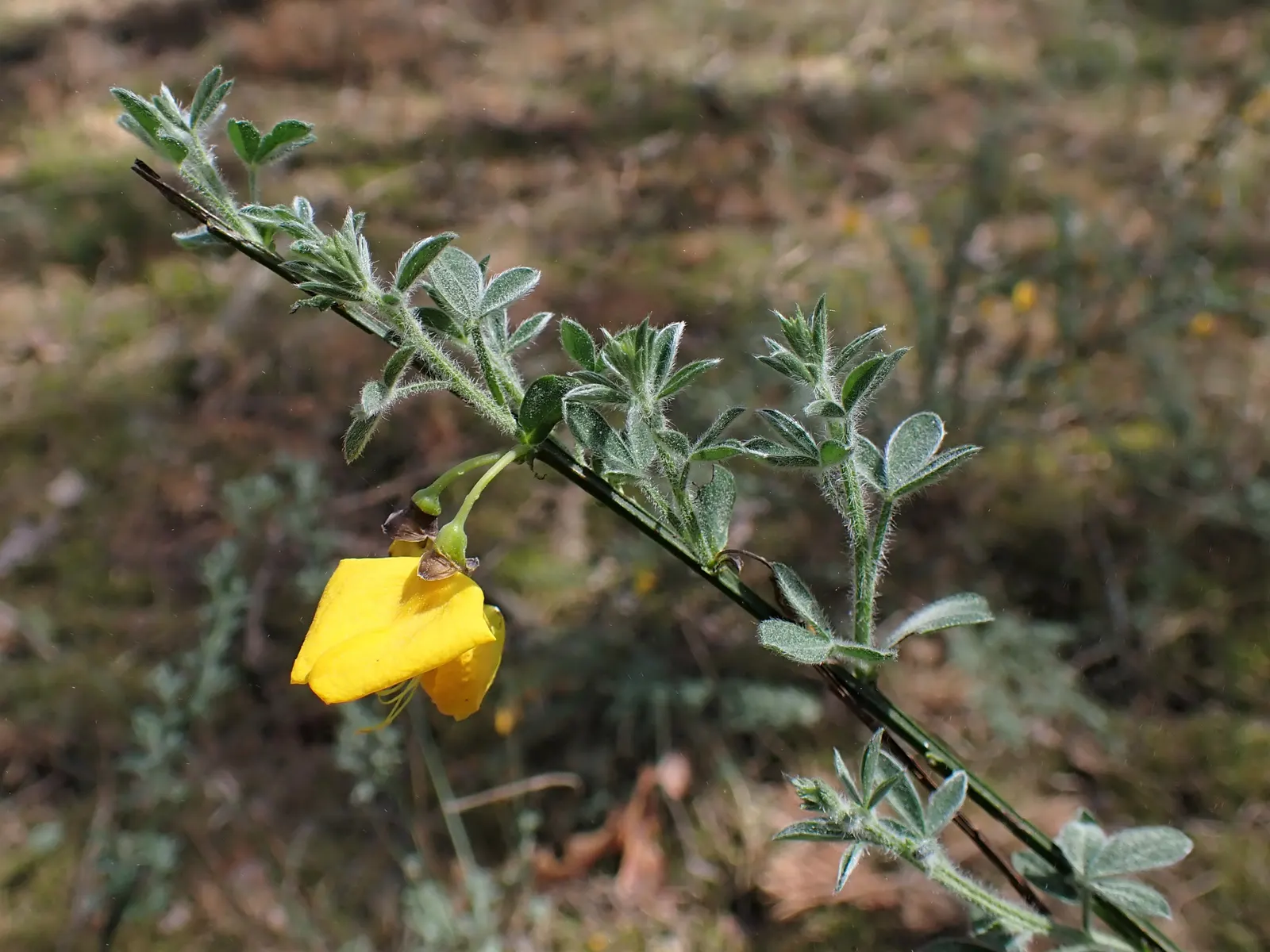 Scotch Broom (Cytisus Scoparius) — While hardy and drought-tolerant, it‚Äôs considered invasive in some regions