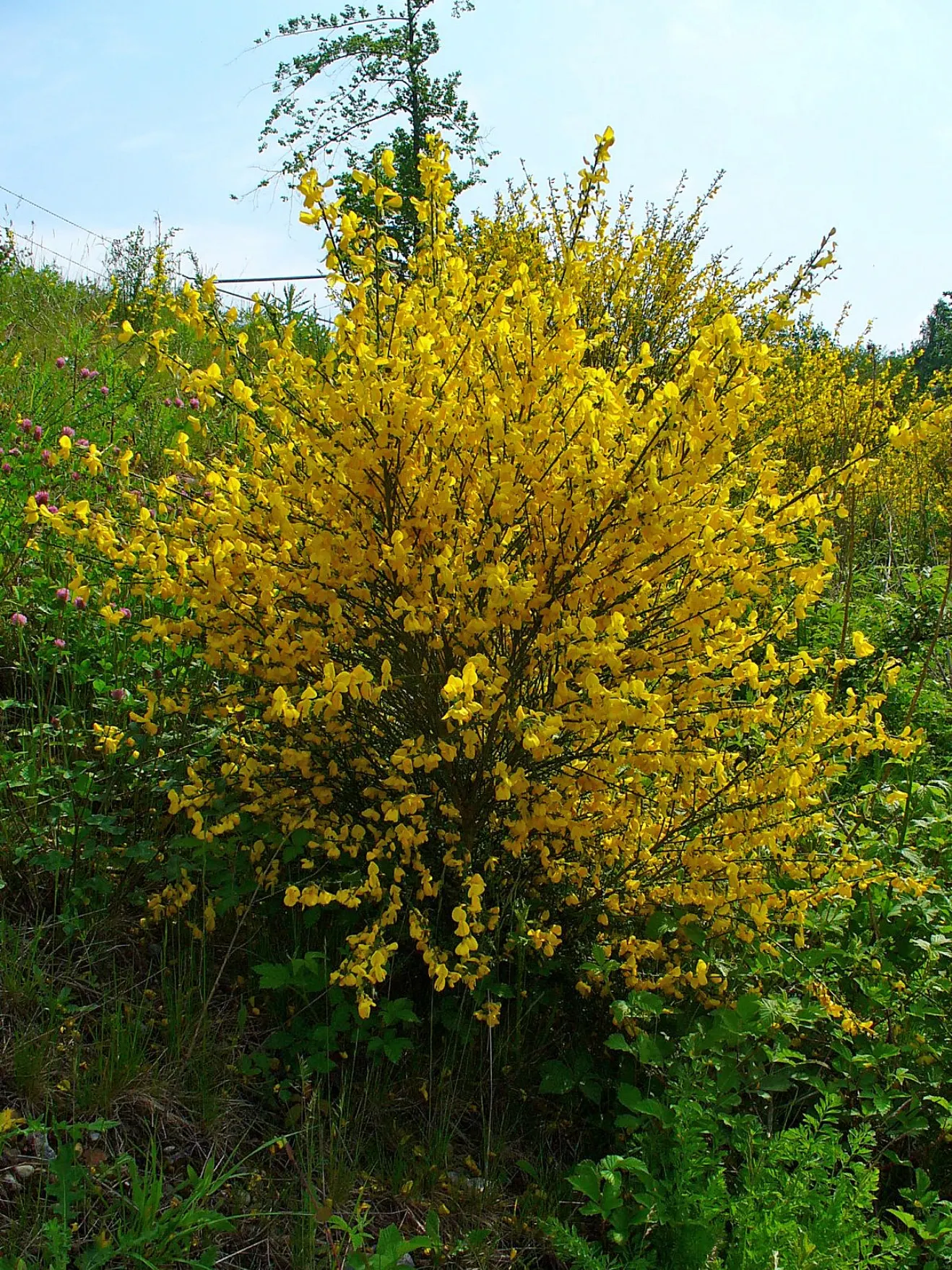 Scotch Broom (Cytisus Scoparius) — commonly known as Scotch broom; pea-like blooms in spring, image 93