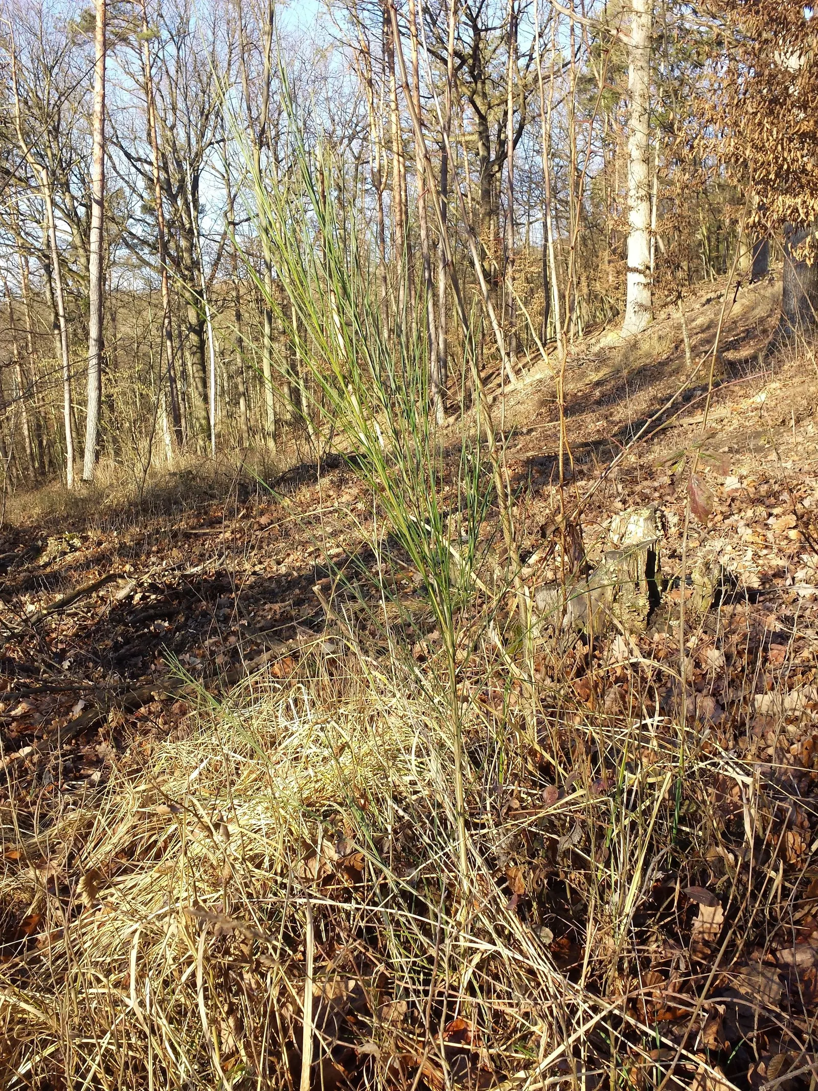 Scotch Broom (Cytisus Scoparius) — providing a beneficial environment for pollinators, image 81