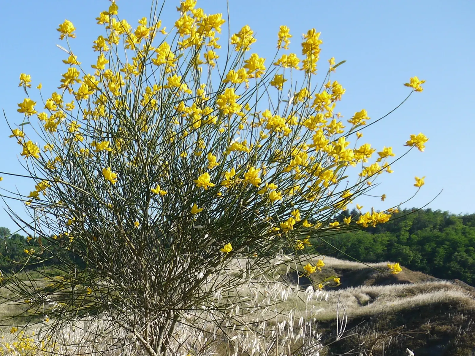 Scotch Broom (Cytisus Scoparius) — yellow flowers in the garden; while hardy and drought-tolerant, it‚Äôs considered invasive in some regions