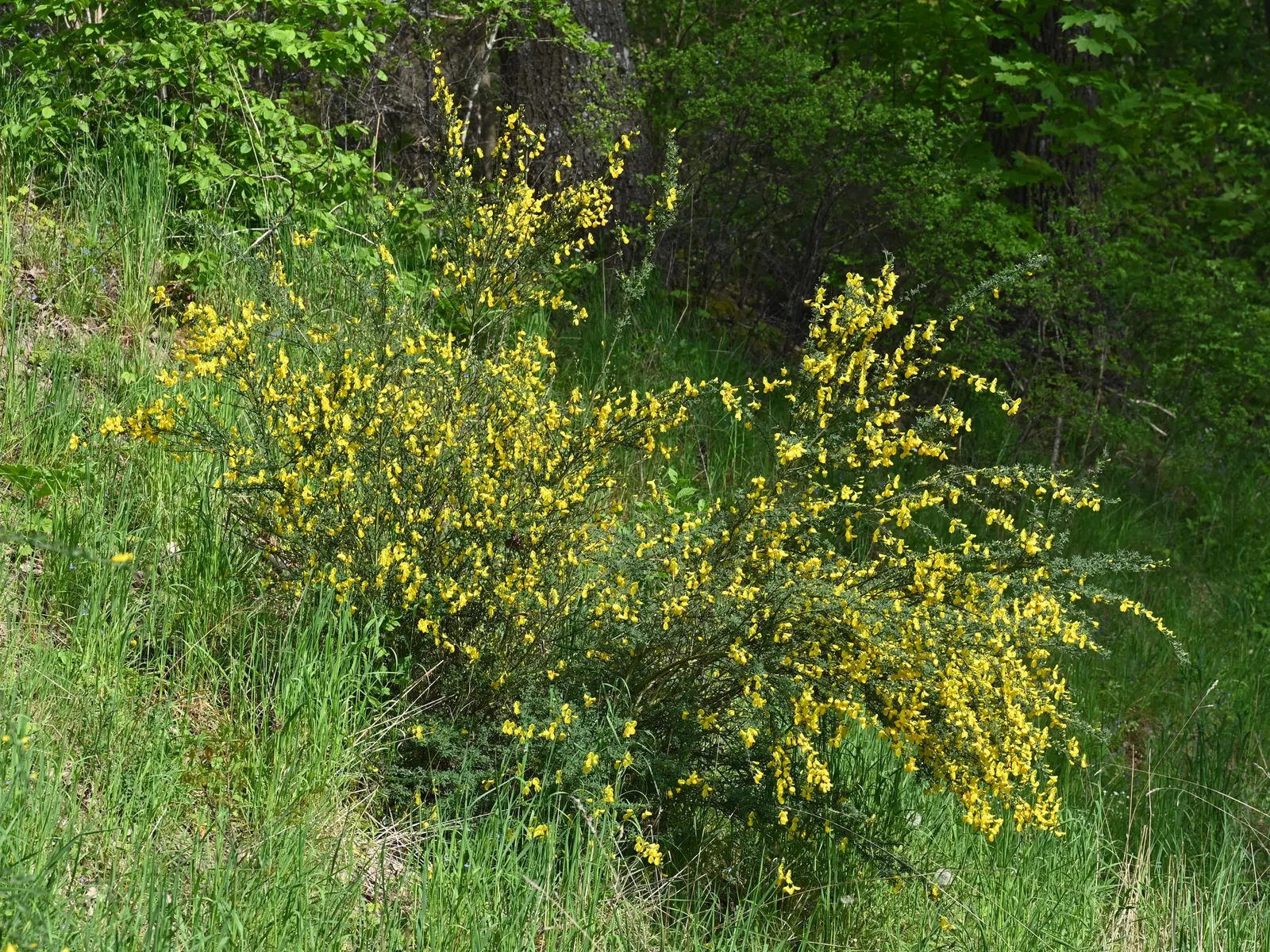 Scotch Broom (Cytisus Scoparius) — pea-like blooms in spring; is a vibrant shrub reaching 3-6 ft in height and 4-5 ft in width, image 73