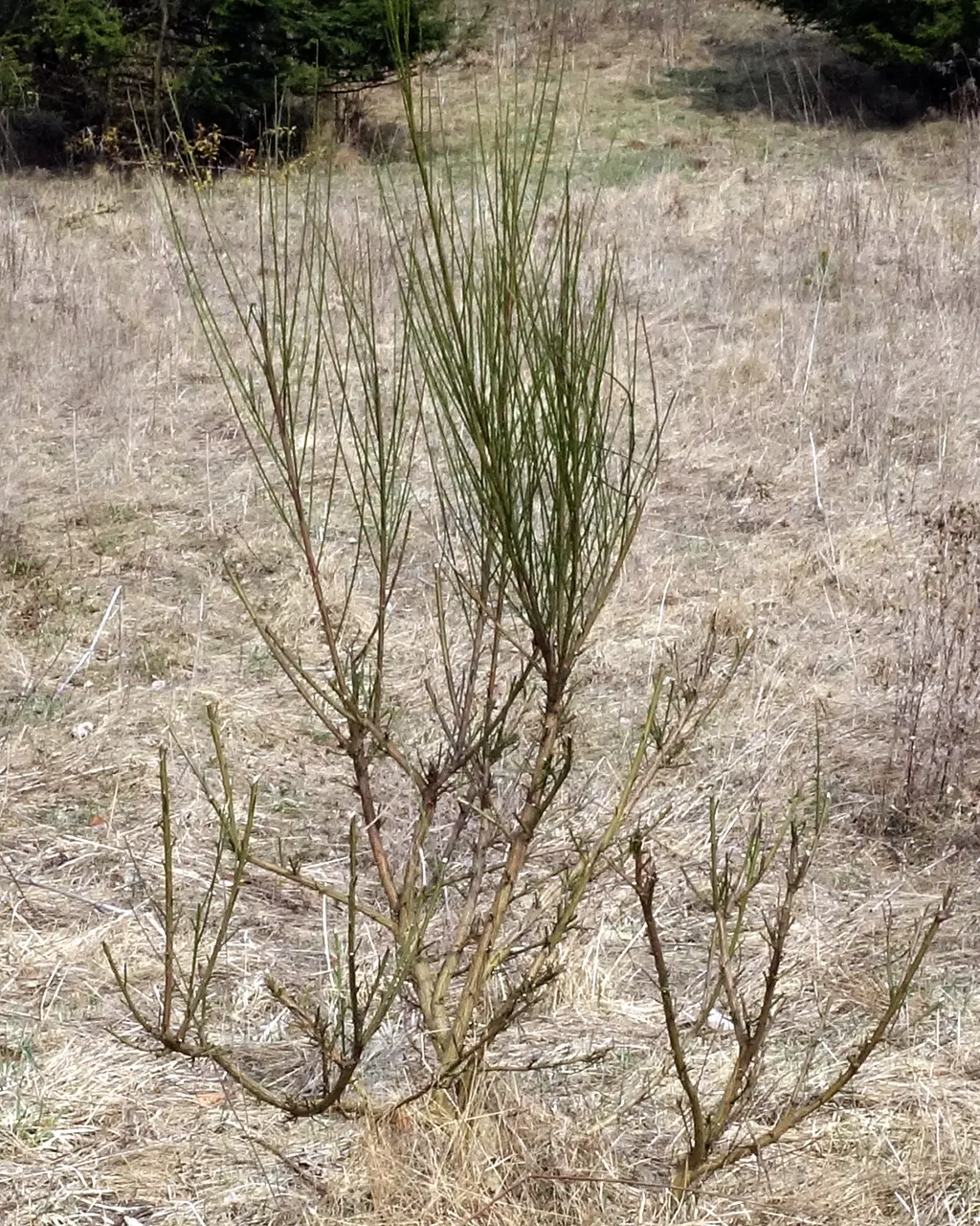 Scotch Broom (Cytisus Scoparius) — it provides a striking visual impact and is a low-maintenance option for embankments; it thrives in full sun and