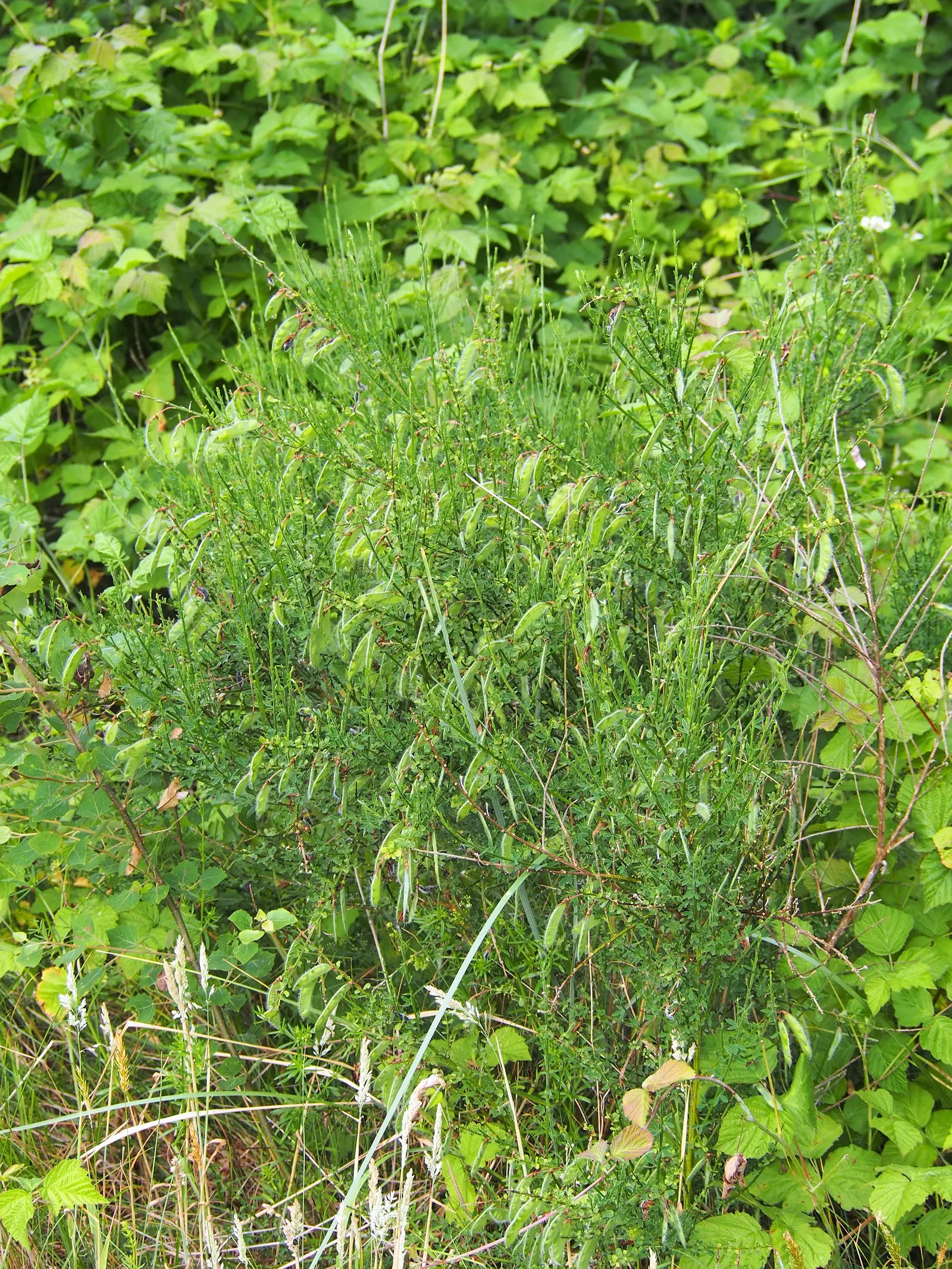 Scotch Broom (Cytisus Scoparius) — the Scotch broom's flowers are a bright lemon hue and are particularly attractive to bees and butterflies; this, image 57
