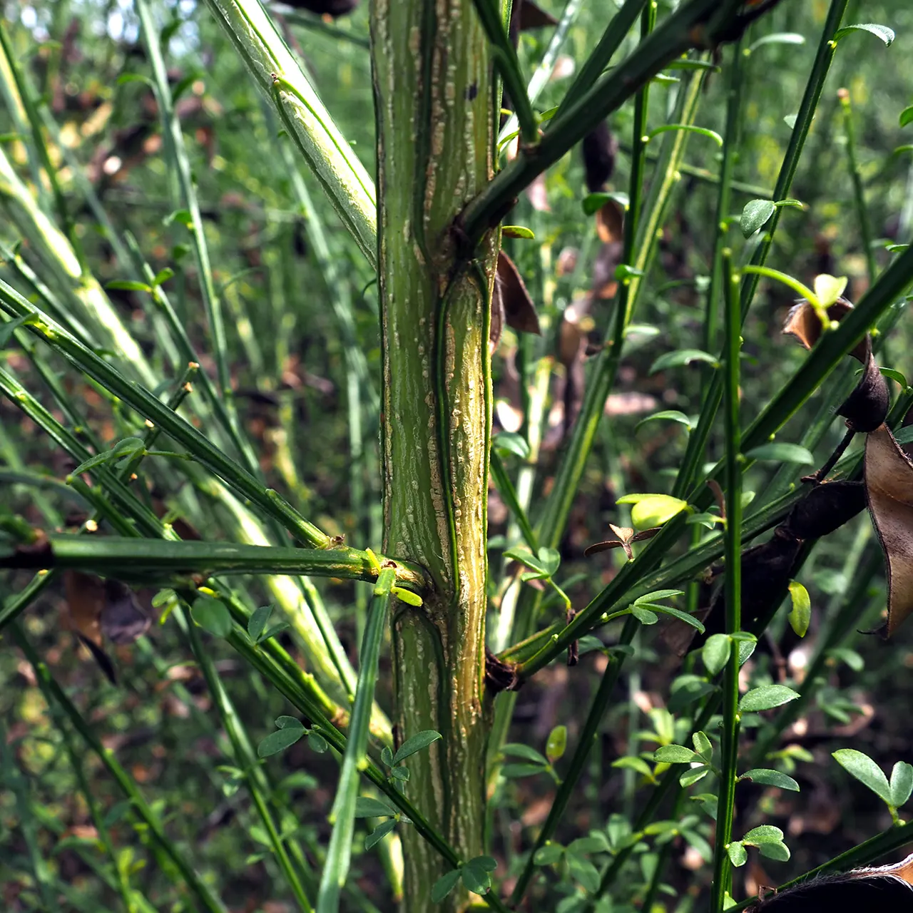 Scotch Broom (Cytisus Scoparius) — A member of the Fabaceae family
