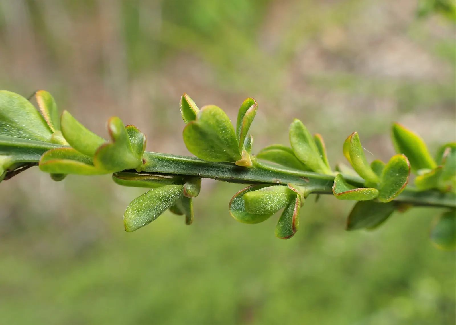 Scotch Broom (Cytisus Scoparius) — is a vibrant shrub reaching 3-6 ft in height and 4-5 ft in width