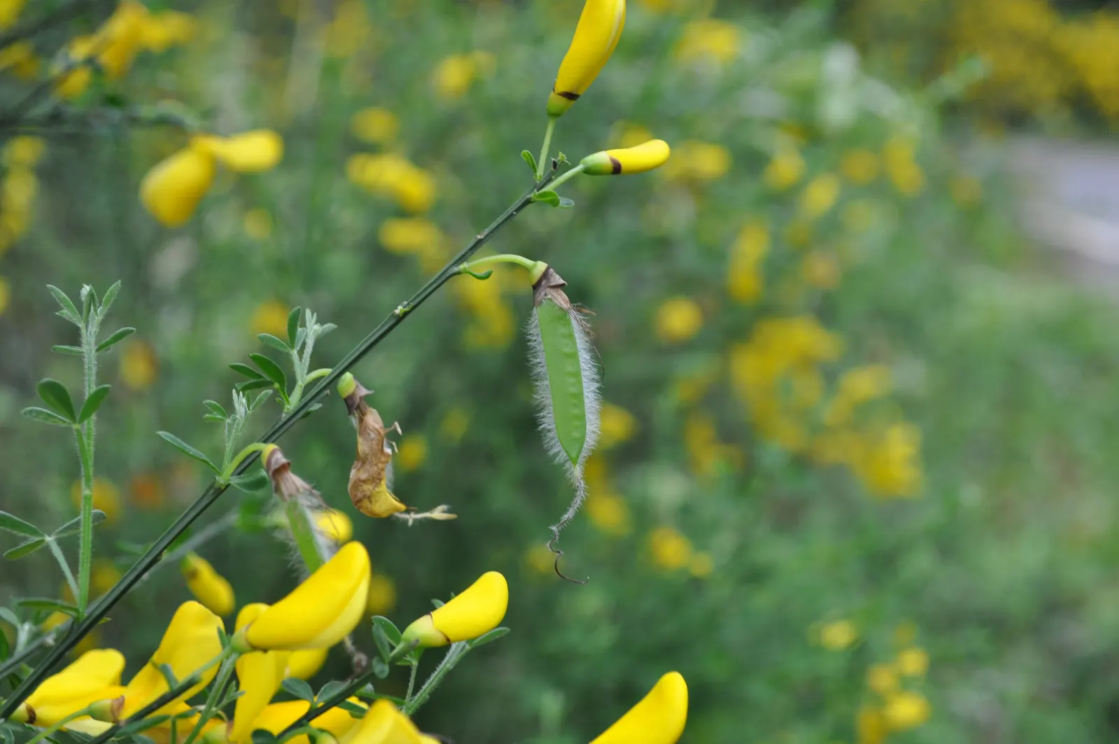 Scotch Broom (Cytisus Scoparius) — Prune after flowering to maintain shape and control spread; shrub for full