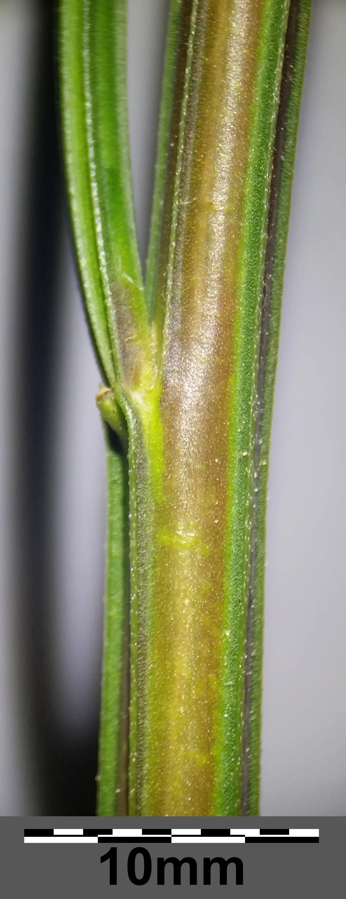 Scotch Broom (Cytisus Scoparius) — yellow flowers in the garden; while hardy and drought-tolerant, it‚Äôs considered invasive in some regions, image 90