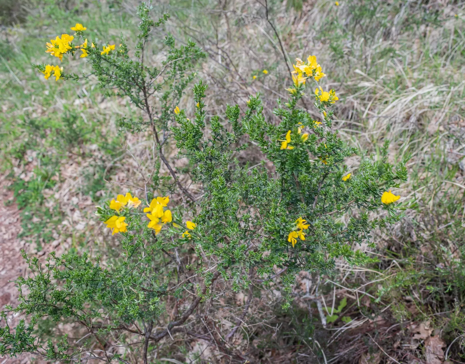 Scotch Broom (Cytisus Scoparius) — or as a specimen plant within a larger garden composition; shrub with yellow blooms, image 89