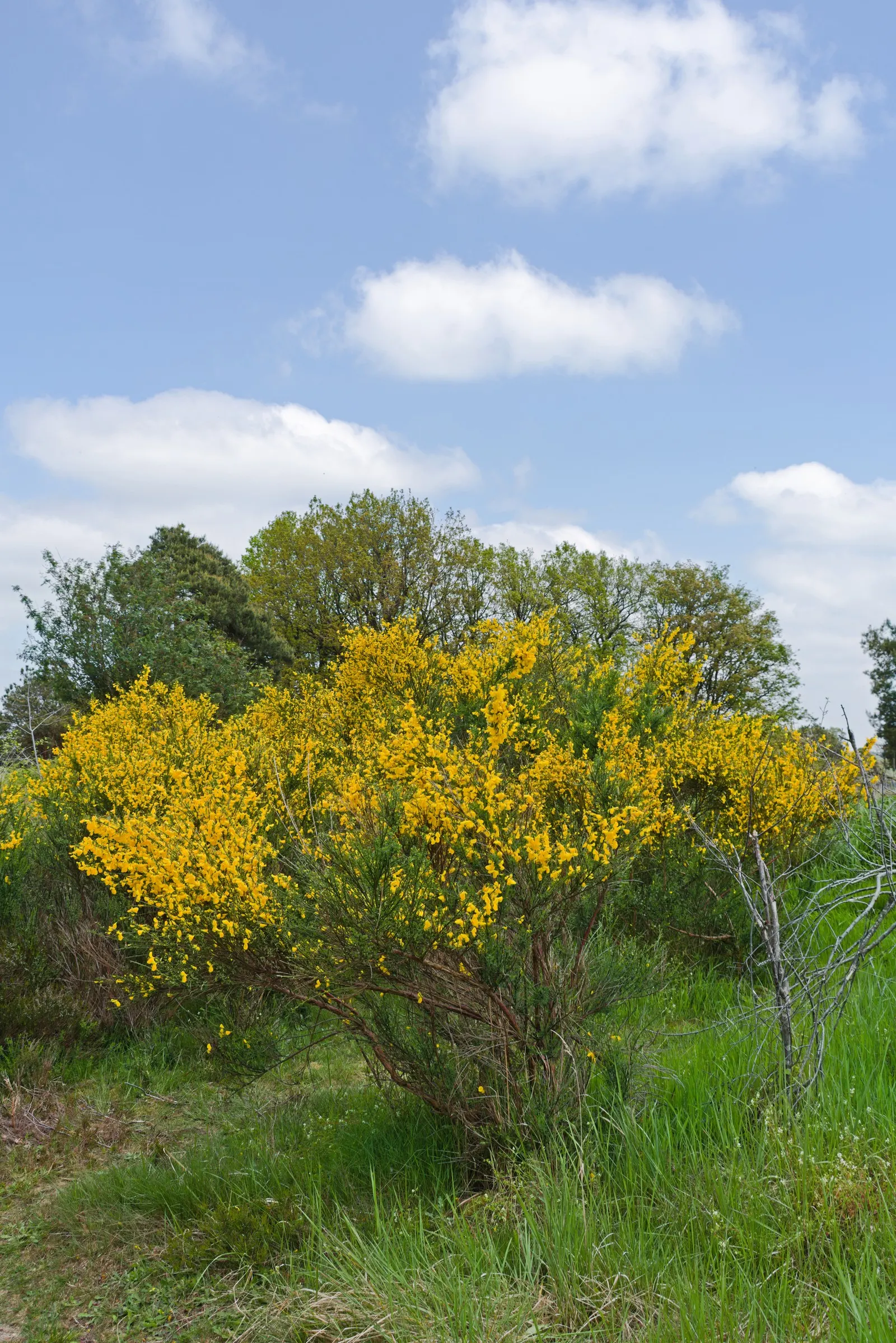 Scotch Broom (Cytisus Scoparius) — is a vibrant shrub reaching 3-6 ft in height and 4-5 ft in width; the Scotch broom's flowers are a bright lemon, image 94
