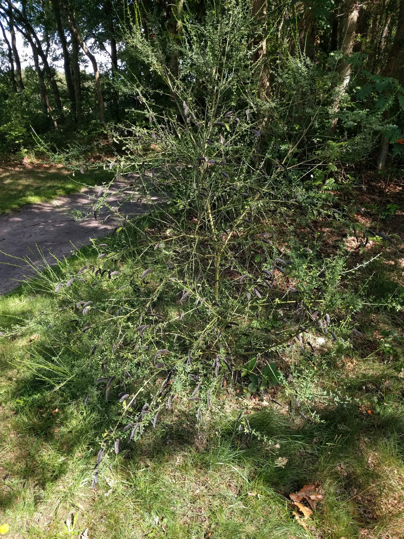 Scotch Broom (Cytisus Scoparius) — this hardy plant can reach heights of 3 to 5 feet and spreads about 2 to 4 feet wide