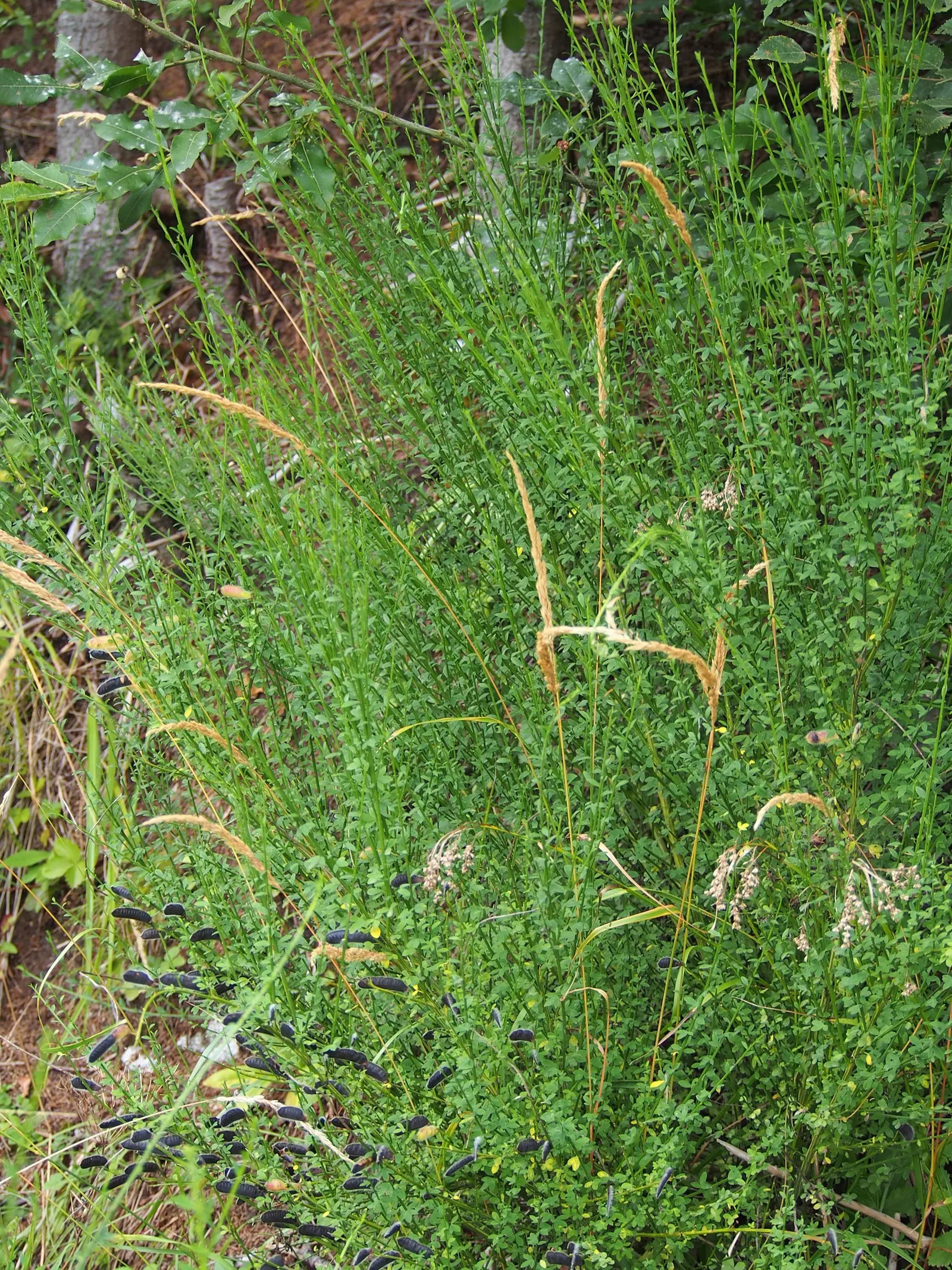 Scotch Broom (Cytisus Scoparius) — shrub with yellow blooms; simple leaves are somewhat inconspicuous, image 114
