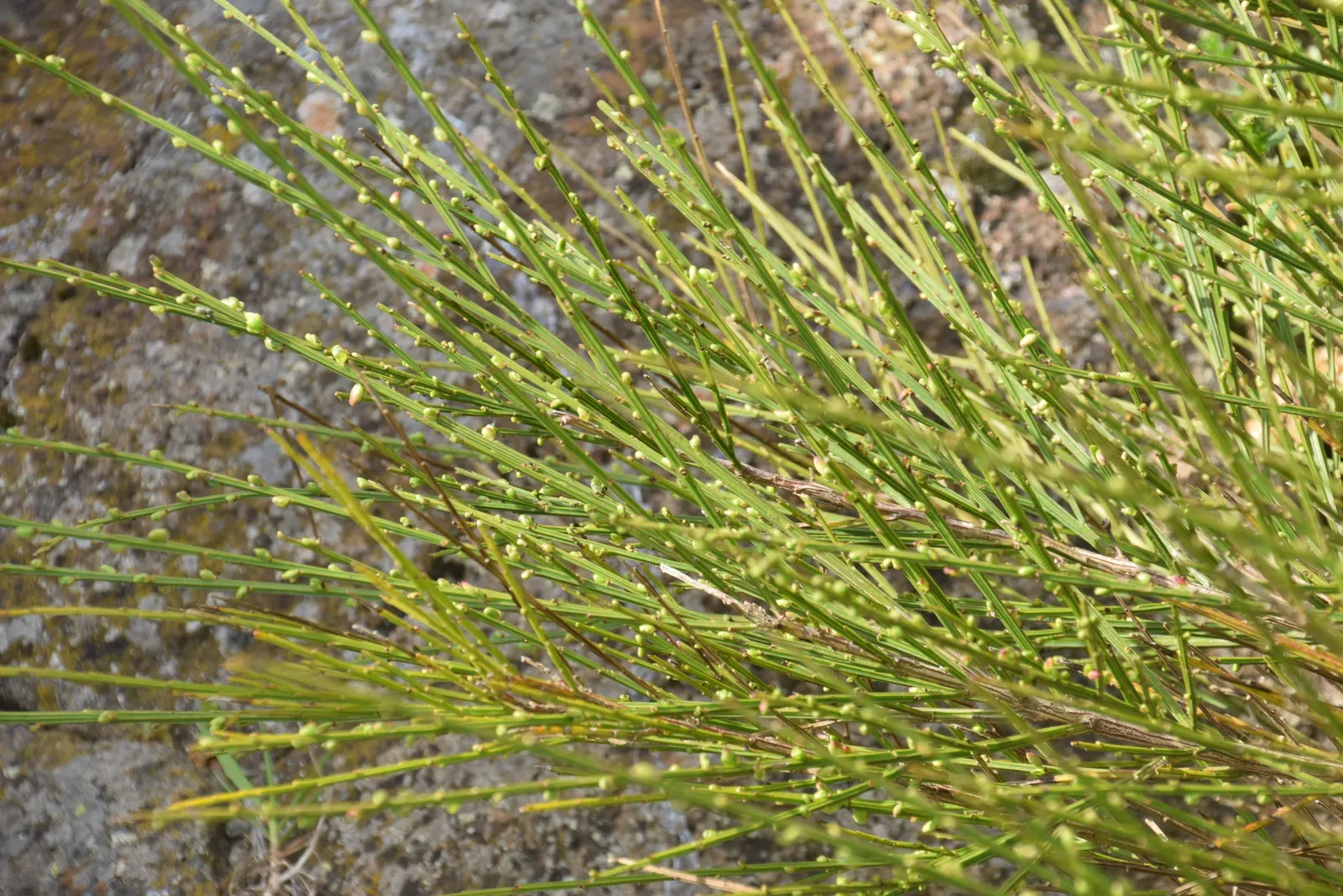 Scotch Broom (Cytisus Scoparius) — it provides a striking visual impact and is a low-maintenance option for embankments