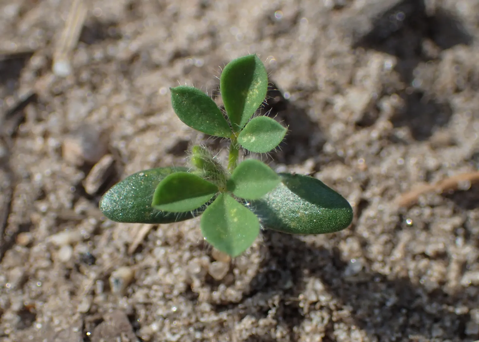 Scotch Broom (Cytisus Scoparius) — simple leaves are somewhat inconspicuous