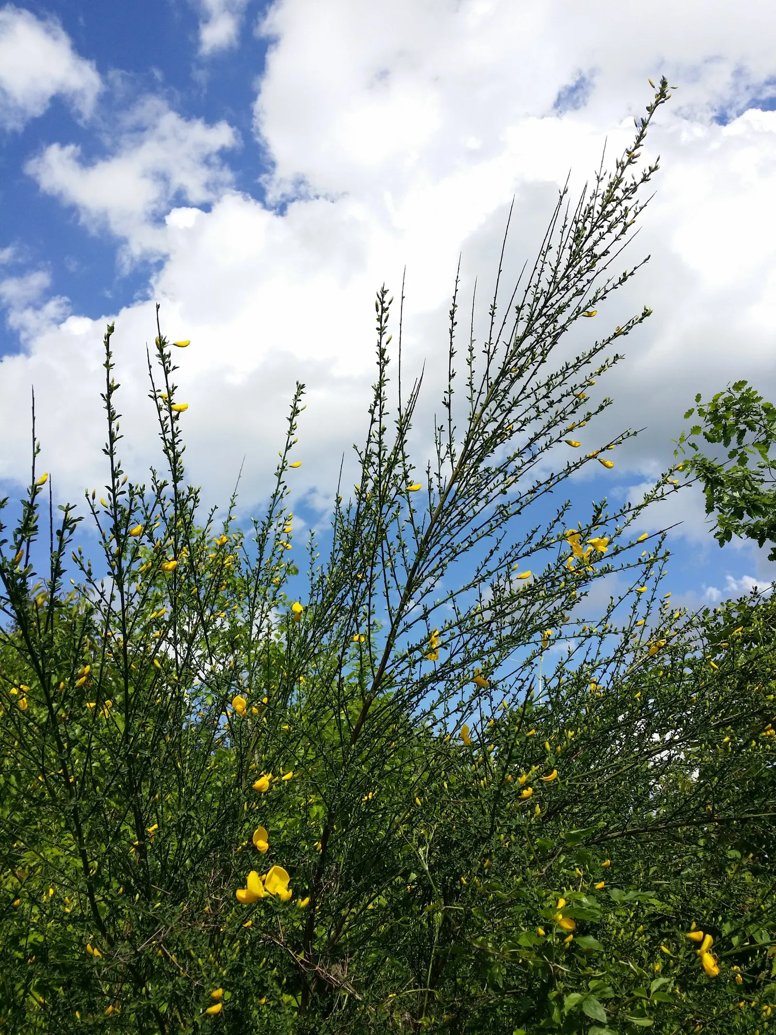 Scotch Broom (Cytisus Scoparius) — While hardy and drought-tolerant, it‚Äôs considered invasive in some regions; demanding little water once established and