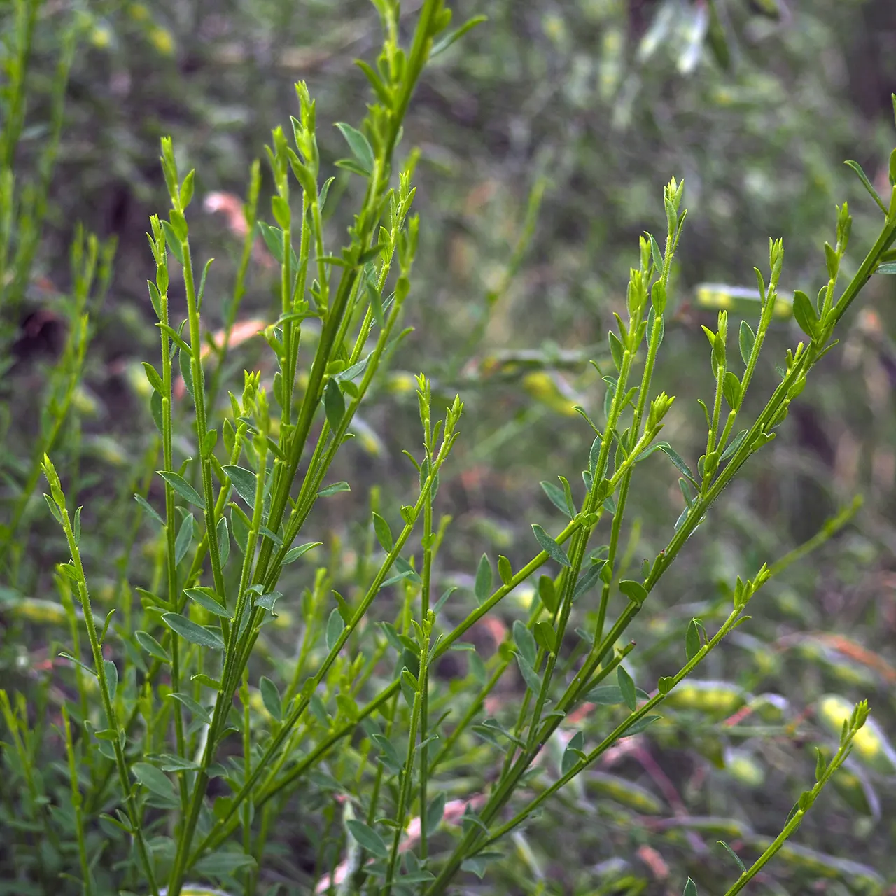 Scotch Broom (Cytisus Scoparius) — It thrives in full sun and well-drained soils; this hardy plant can reach heights of 3 to 5 feet and spreads, image 107