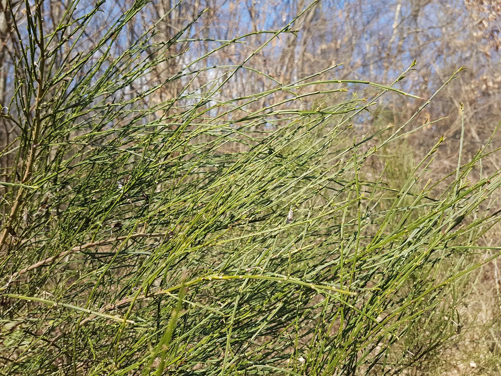 Scotch Broom (Cytisus Scoparius) — shrub for full; or as a specimen plant within a larger garden composition, image 69