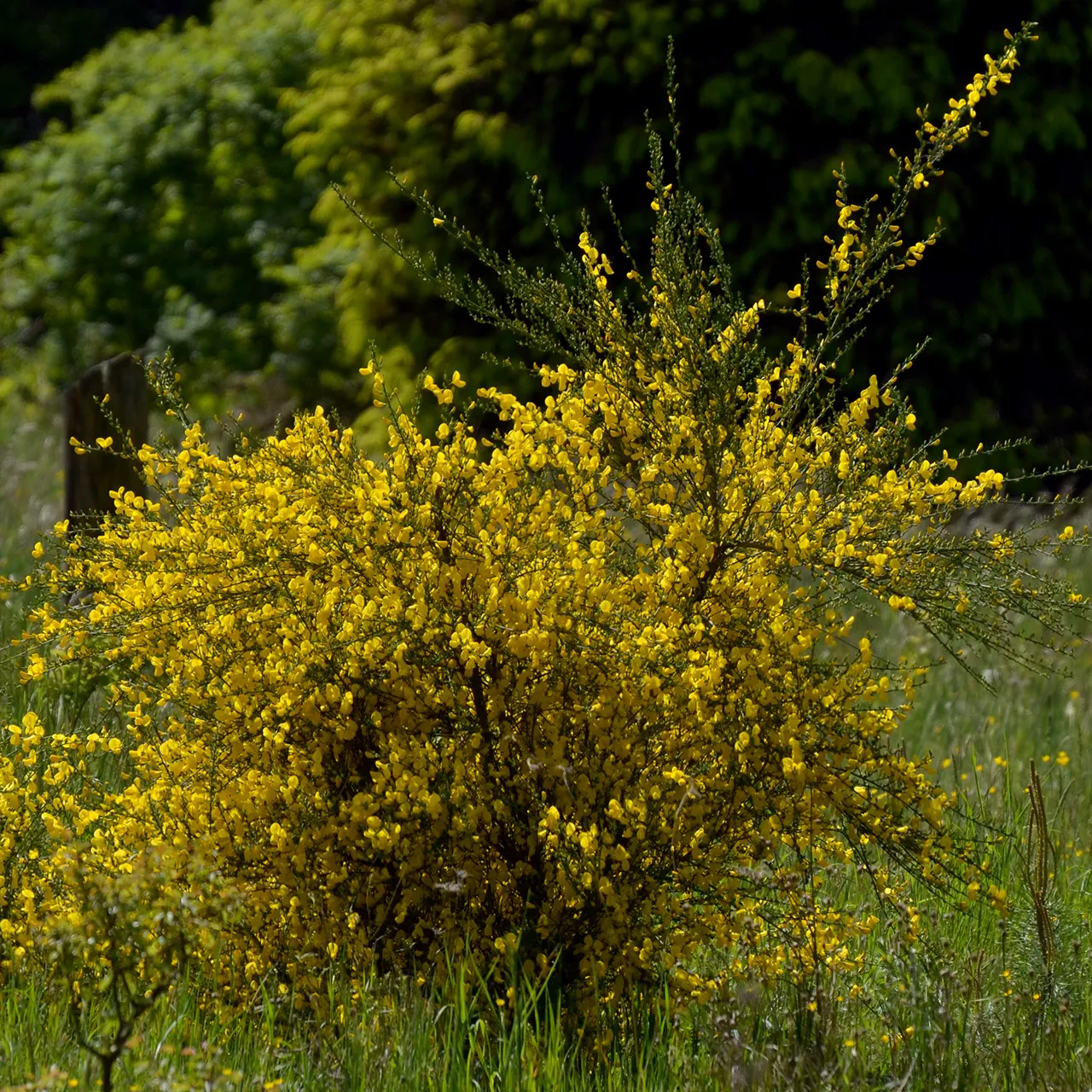 Scotch Broom (Cytisus Scoparius) — While hardy and drought-tolerant, it‚Äôs considered invasive in some regions; demanding little water once, image 98