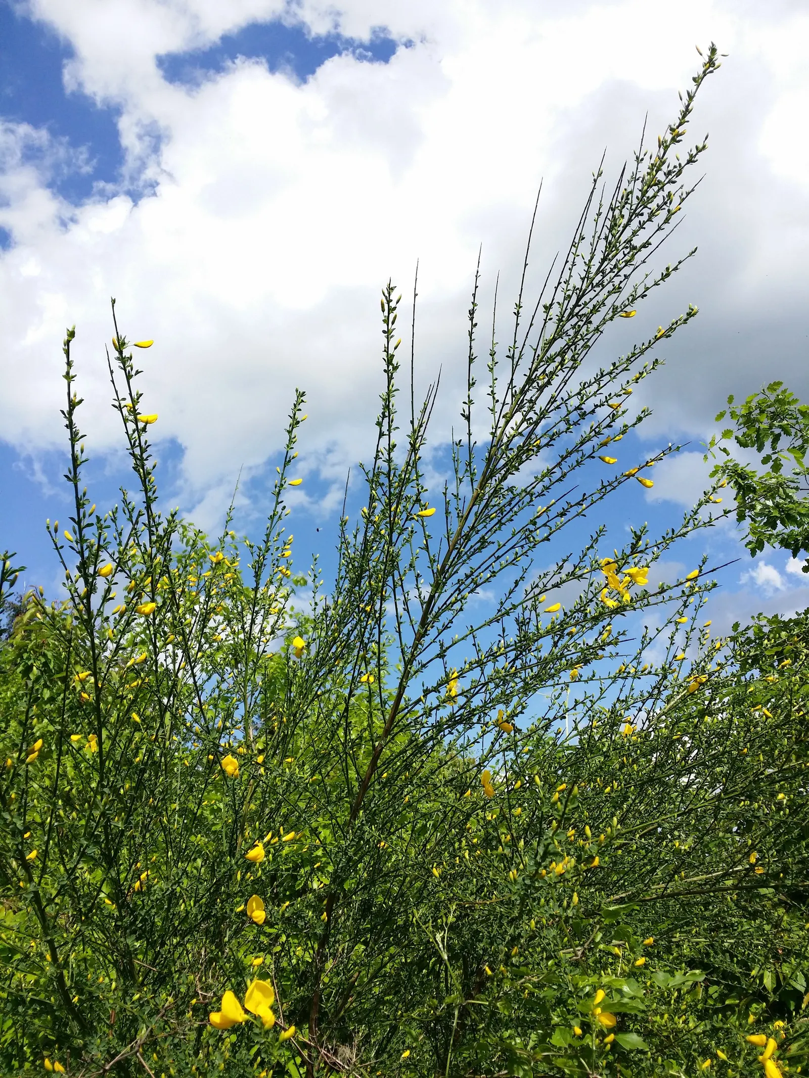 Scotch Broom (Cytisus Scoparius) — Prune after flowering to maintain shape and control spread; shrub for full, image 53