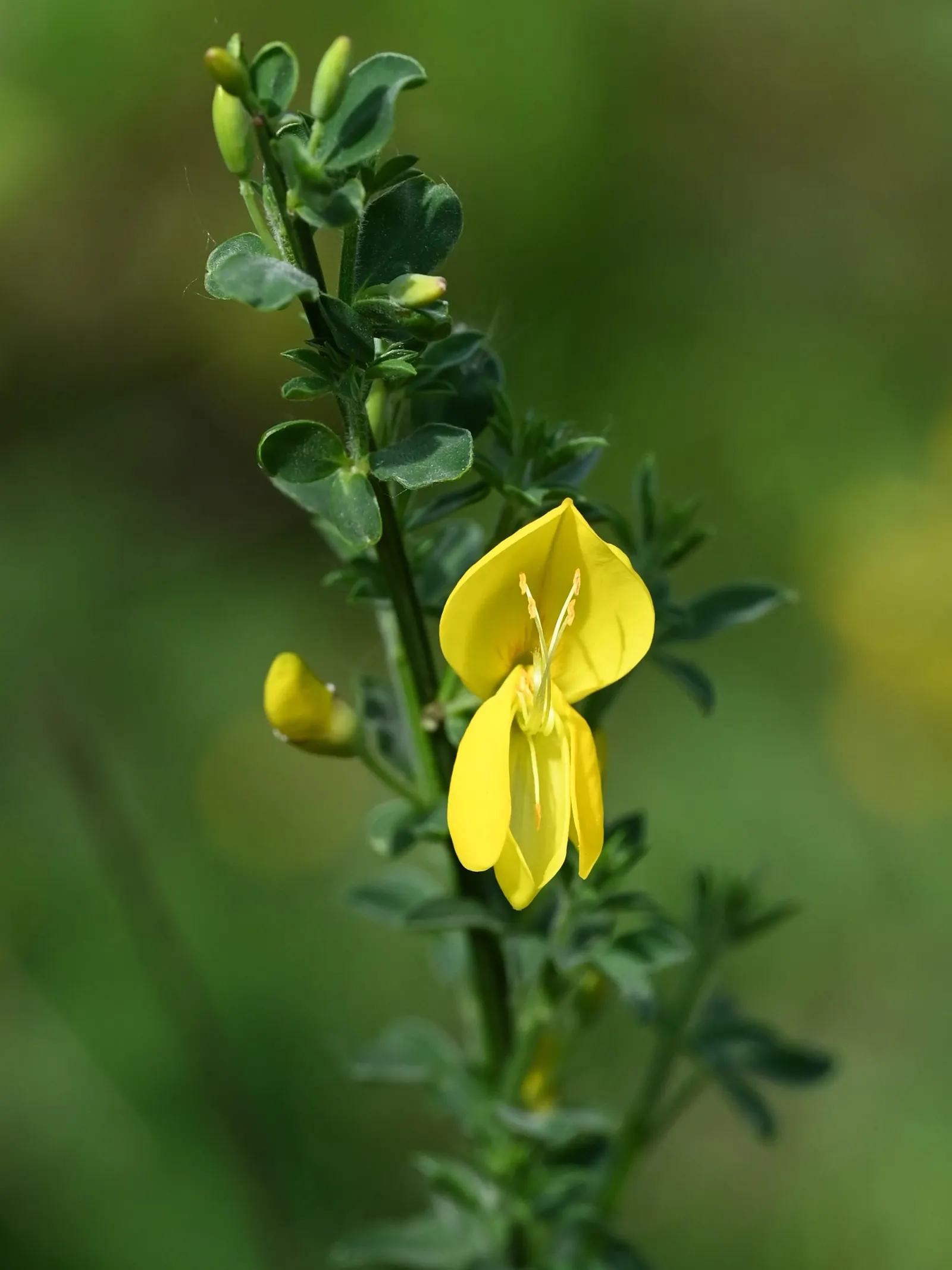 Scotch Broom (Cytisus Scoparius) — demanding little water once established and showing considerable drought tolerance; the plant fixes nitrogen in, image 85