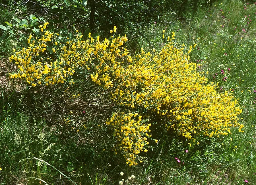 Scotch Broom (Cytisus Scoparius) — providing a beneficial environment for pollinators, image 35