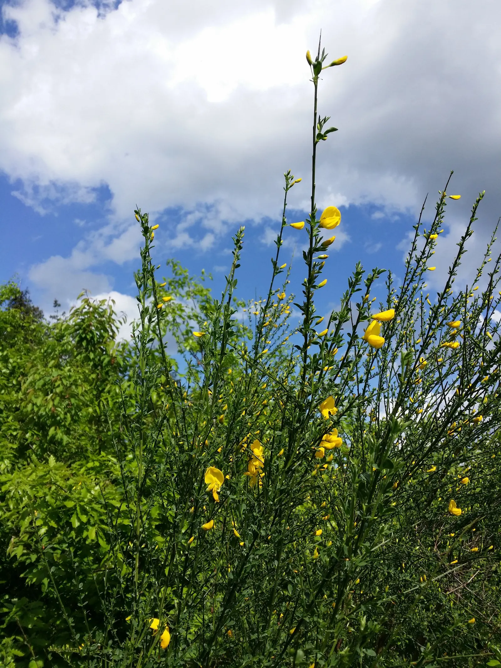 Scotch Broom (Cytisus Scoparius) — commonly known as Scotch broom