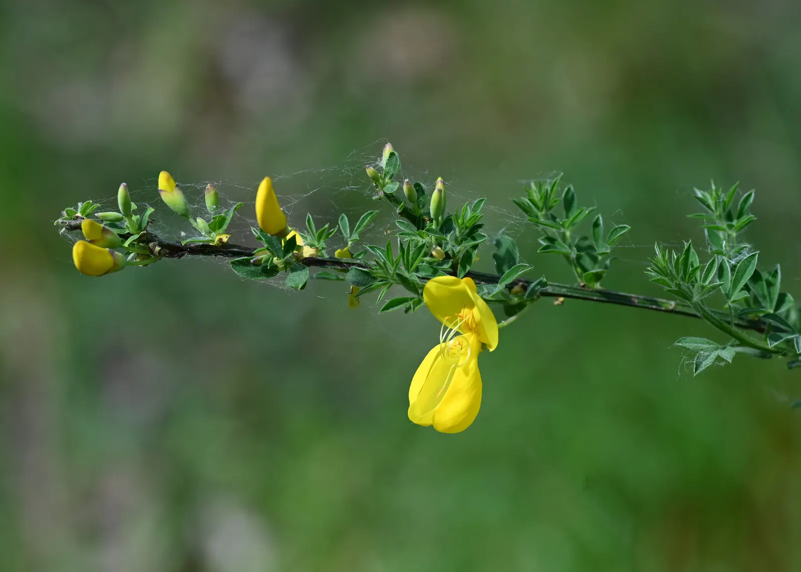 Scotch Broom (Cytisus Scoparius) — ensuring that the flowers take center stage when in bloom.<br><br>Despite its beauty; renowned for its brilliant, image 60