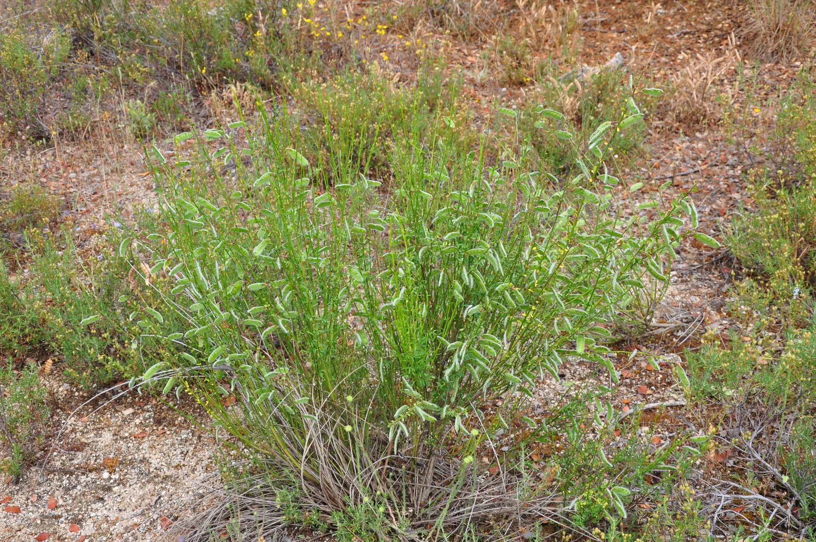 Scotch Broom (Cytisus Scoparius) — Renowned for its brilliant yellow; essentially fertilizing itself and surrounding plants, image 118