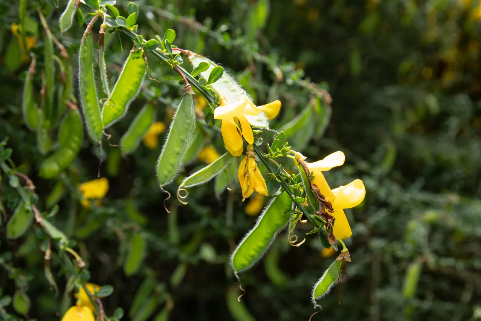 Scotch Broom (Cytisus Scoparius) — A member of the Fabaceae family; ensuring that the flowers take center stage when in bloom.<br><br>Despite its, image 55