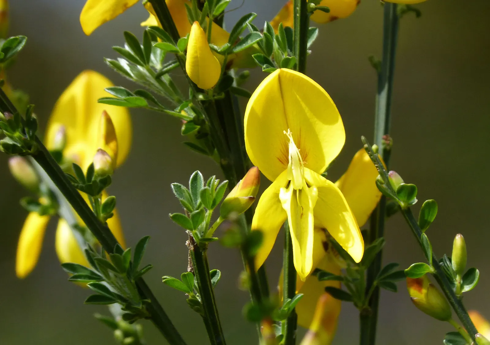 Scotch Broom (Cytisus Scoparius) — essentially fertilizing itself and surrounding plants; ideal for adding color to borders and wild garden areas, image 64