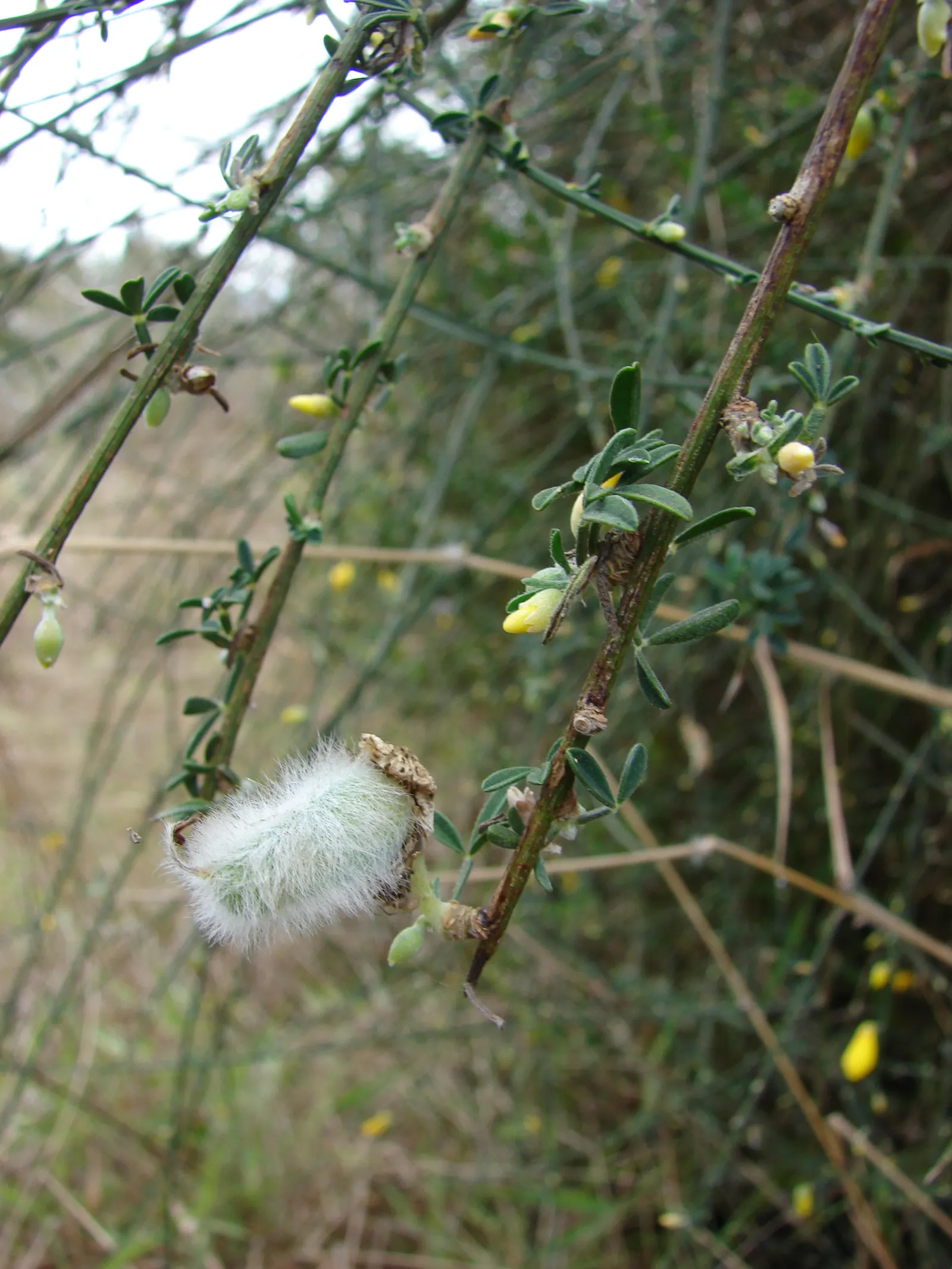 Scotch Broom (Cytisus Scoparius) — yellow flowers in the garden; while hardy and drought-tolerant, it‚Äôs considered invasive in some regions, image 67
