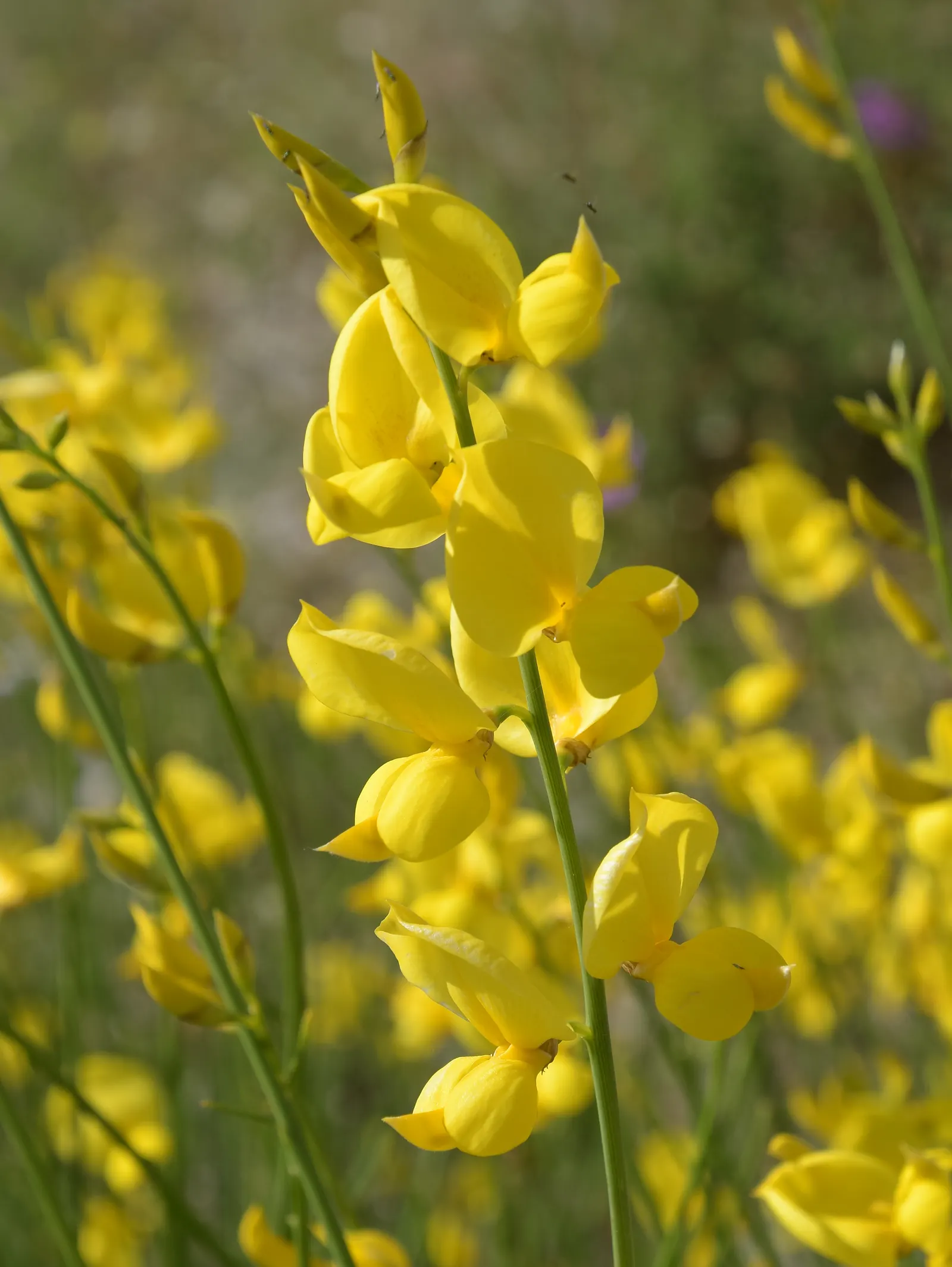 Scotch Broom (Cytisus Scoparius) — providing a beneficial environment for pollinators, image 104