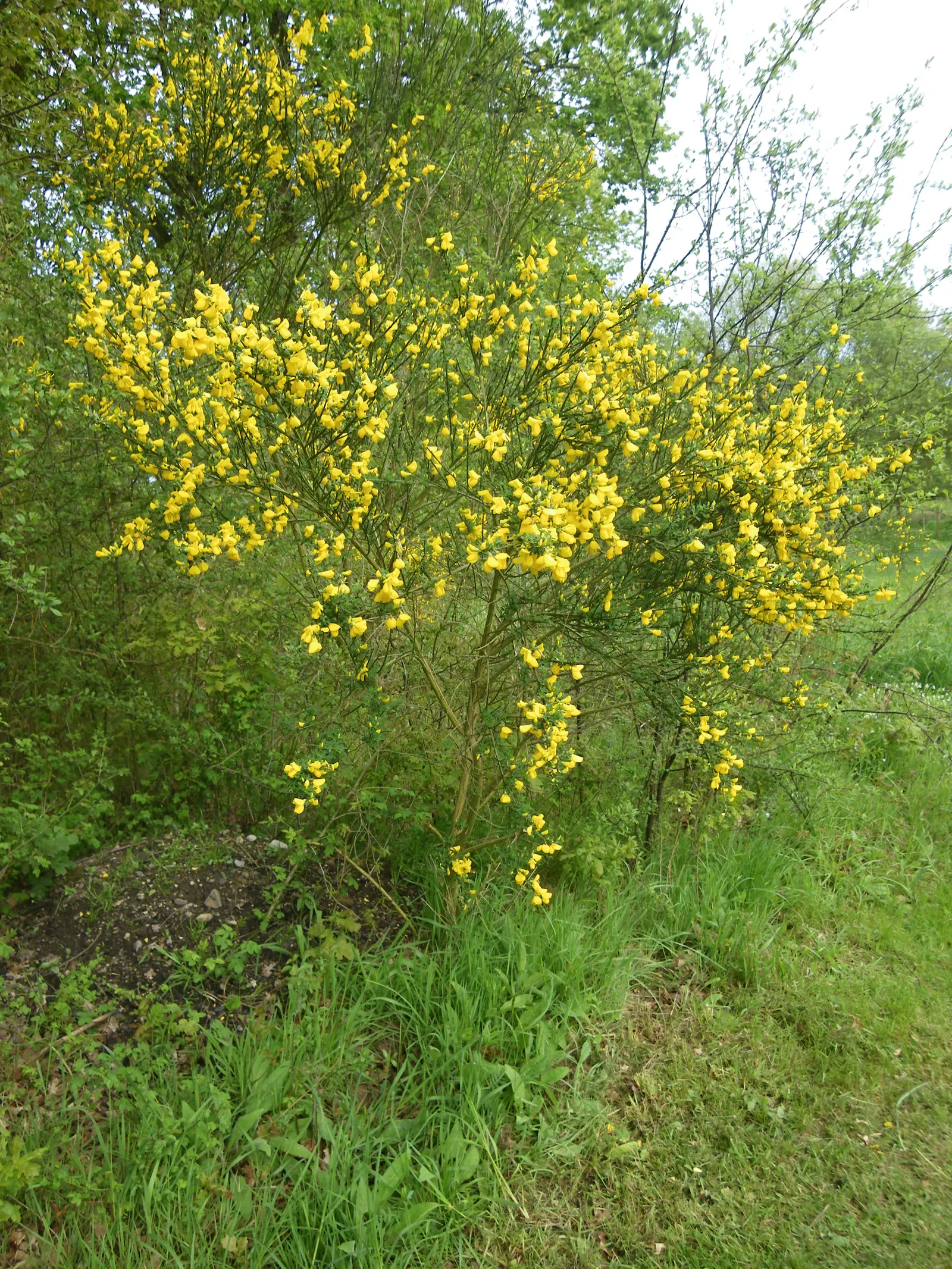Scotch Broom (Cytisus Scoparius) — shrub for full; or as a specimen plant within a larger garden composition, image 115