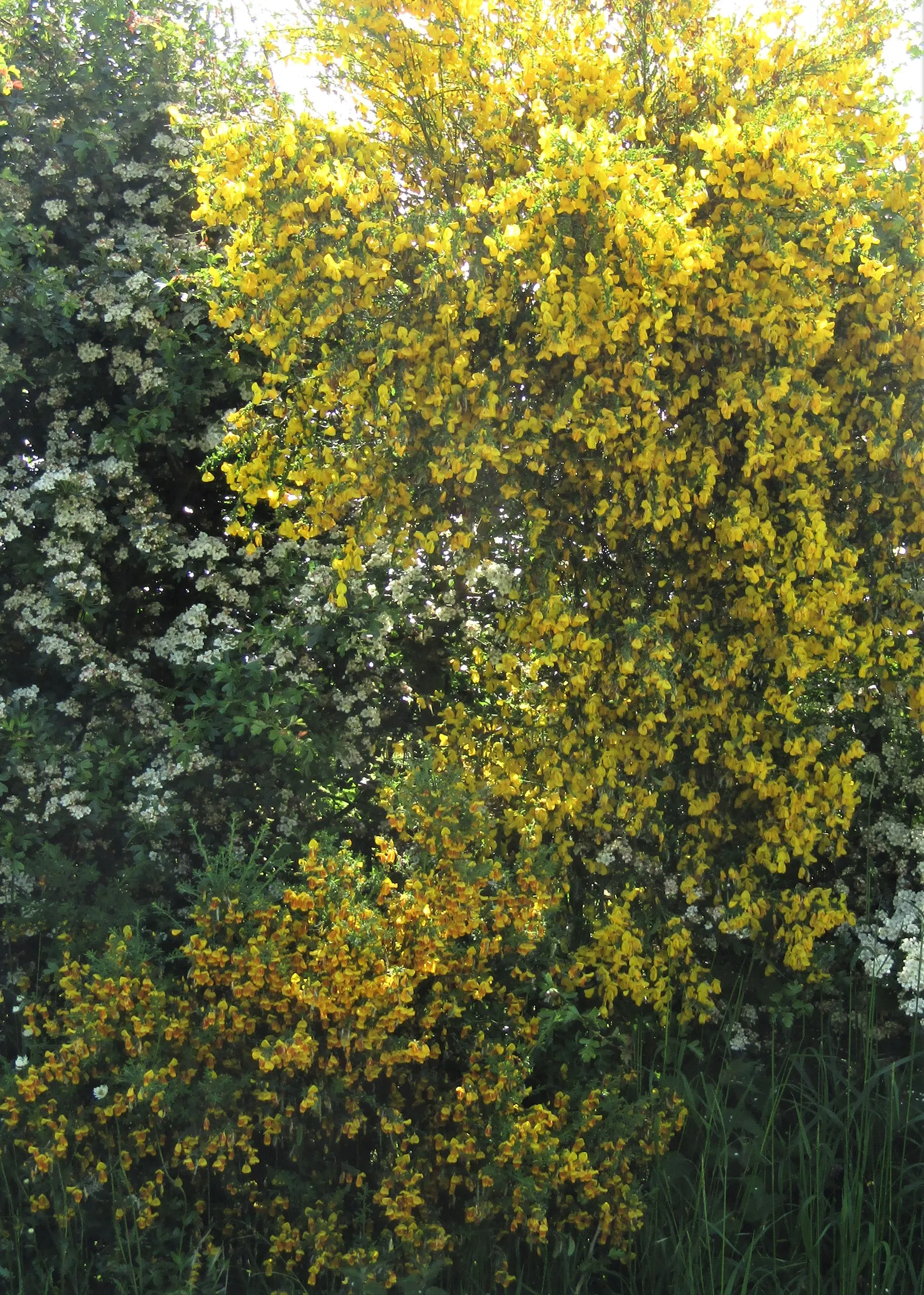 Scotch Broom (Cytisus Scoparius) — or as a specimen plant within a larger garden composition; shrub with yellow blooms, image 66