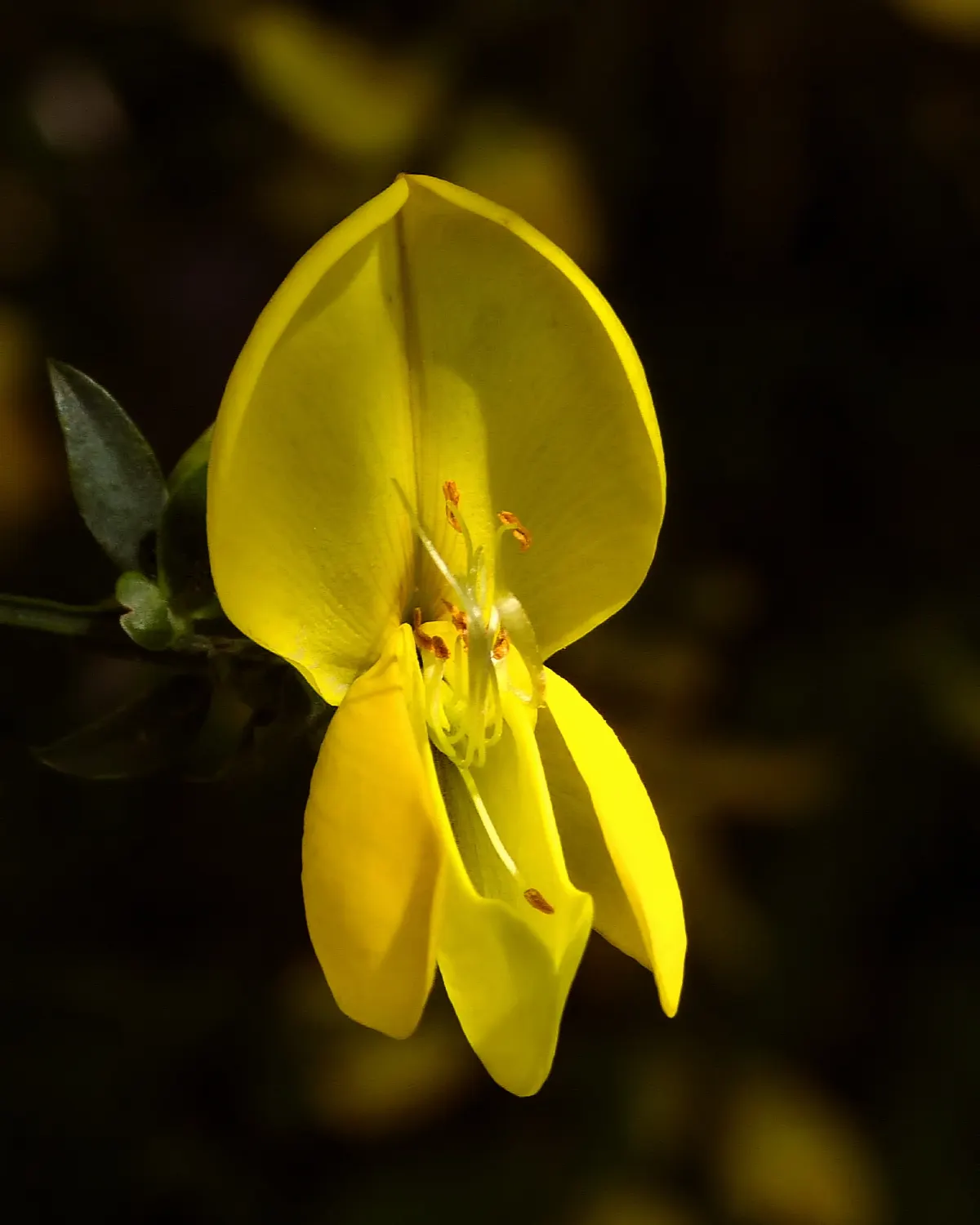 Scotch Broom (Cytisus Scoparius) — Prune after flowering to maintain shape and control spread