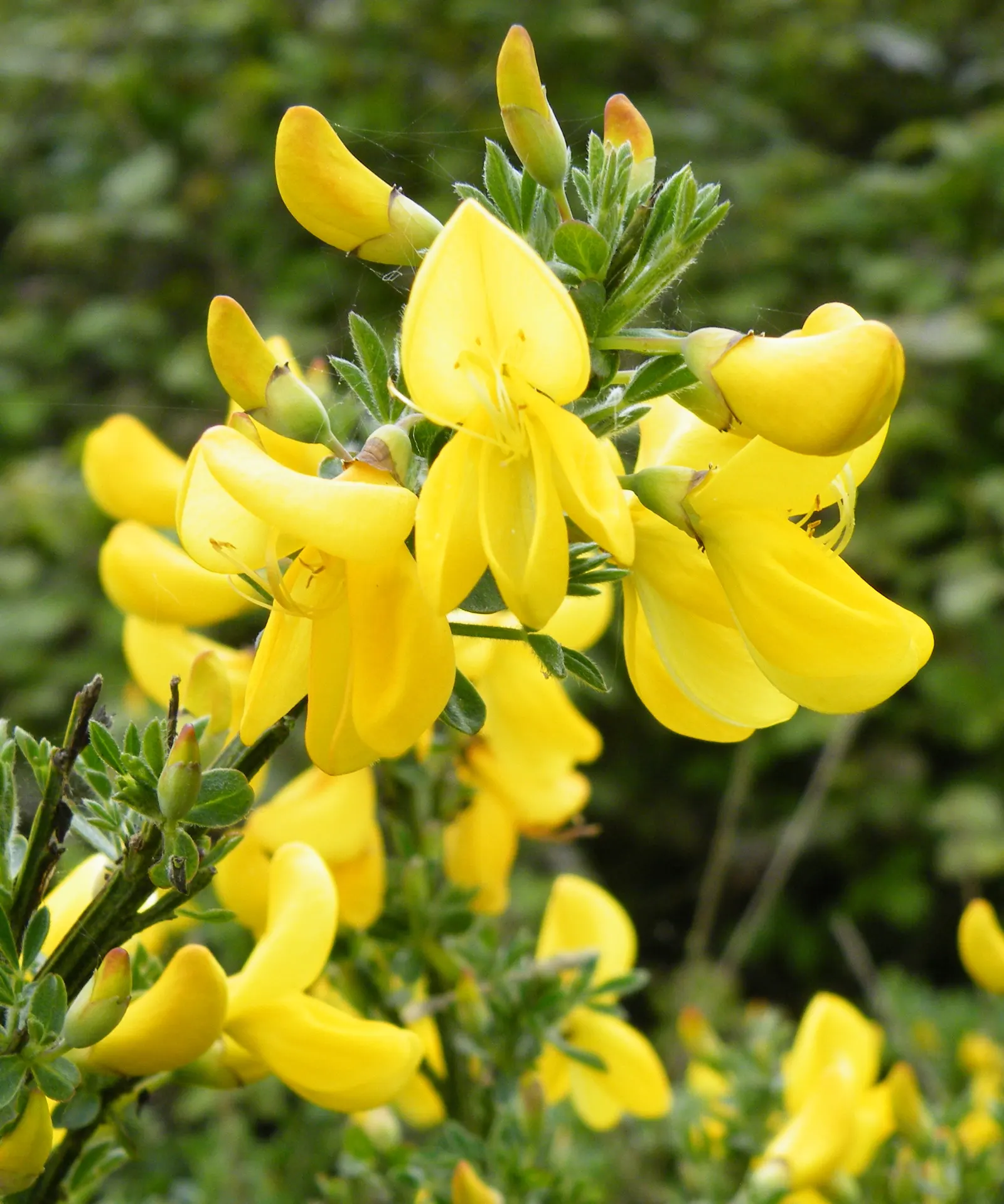 Scotch Broom (Cytisus Scoparius) — essentially fertilizing itself and surrounding plants