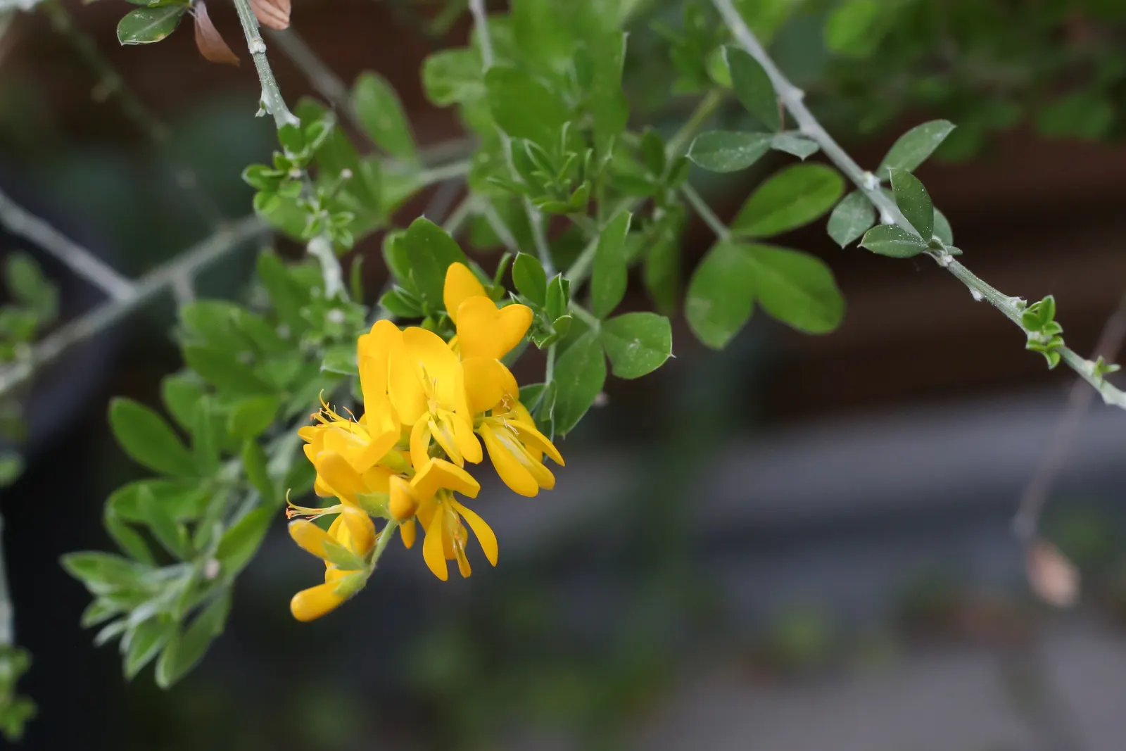 Scotch Broom (Cytisus Scoparius) — pea-like blooms in spring; is a vibrant shrub reaching 3-6 ft in height and 4-5 ft in width, image 96