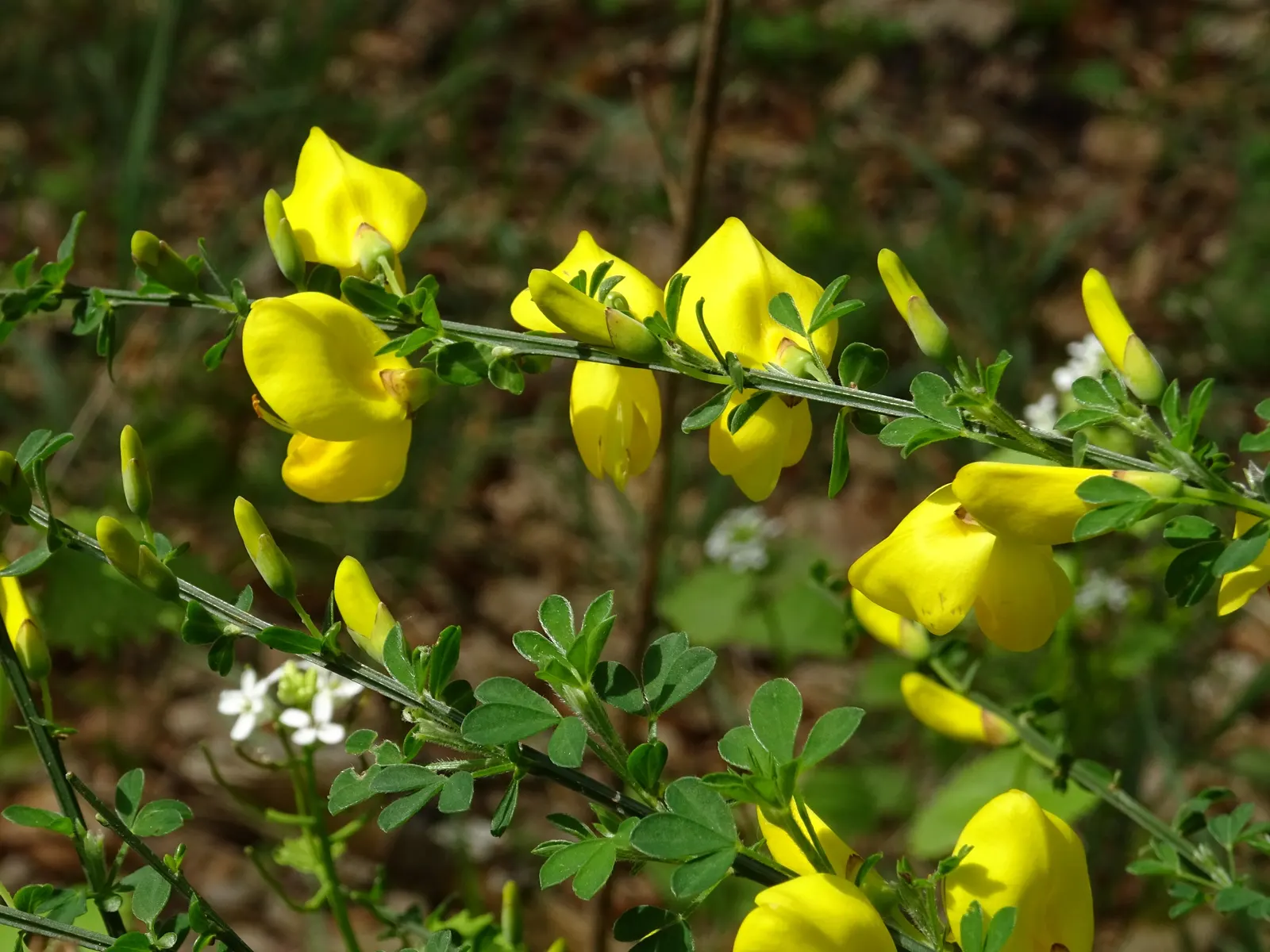 Scotch Broom (Cytisus Scoparius) — It thrives in full sun and well-drained soils
