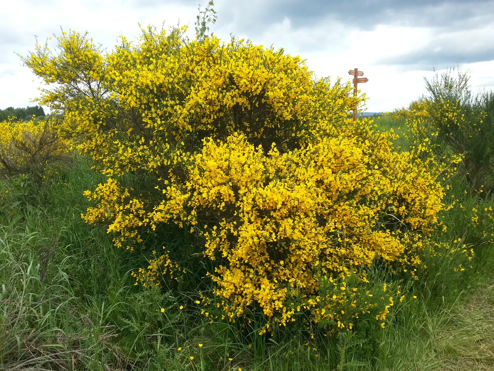 Scotch Broom (Cytisus Scoparius) — this hardy plant can reach heights of 3 to 5 feet and spreads about 2 to 4 feet wide; yellow flowers in the, image 79