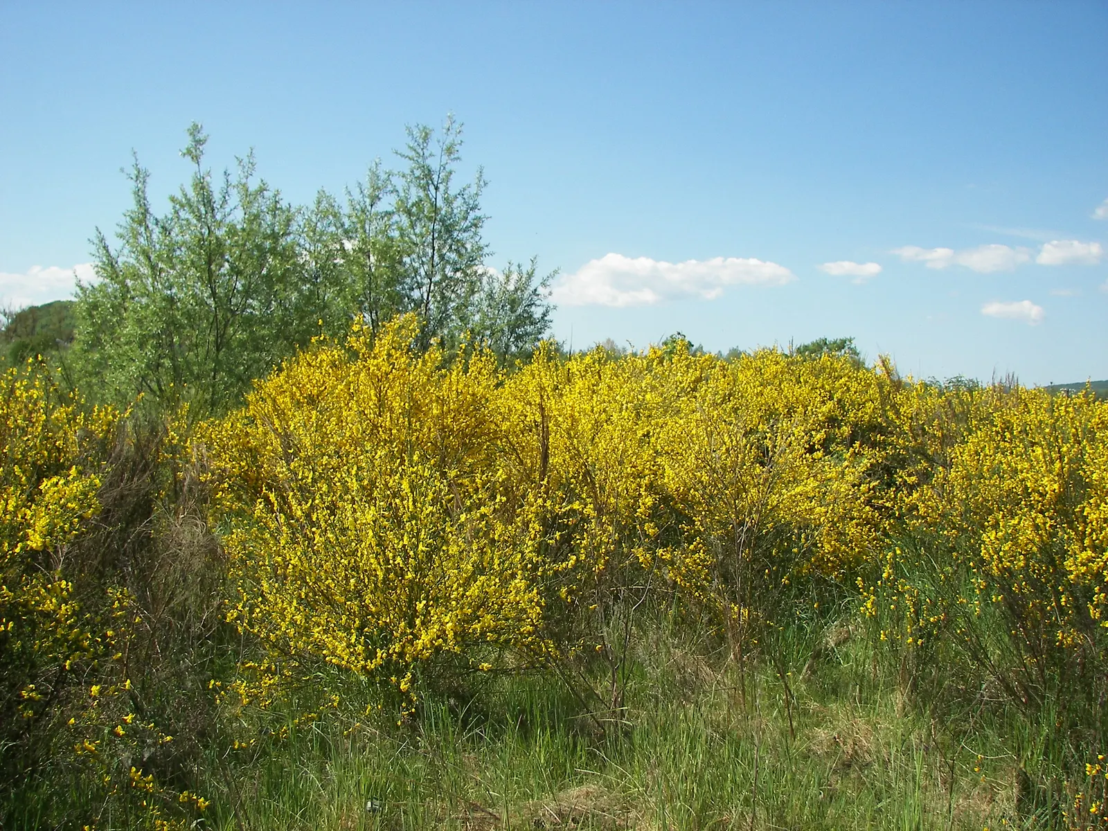 Scotch Broom (Cytisus Scoparius) — shrub for full; or as a specimen plant within a larger garden composition
