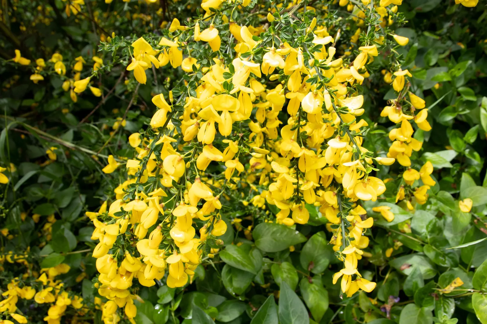 Scotch Broom (Cytisus Scoparius) — the plant fixes nitrogen in the soil; commonly known as Scotch broom