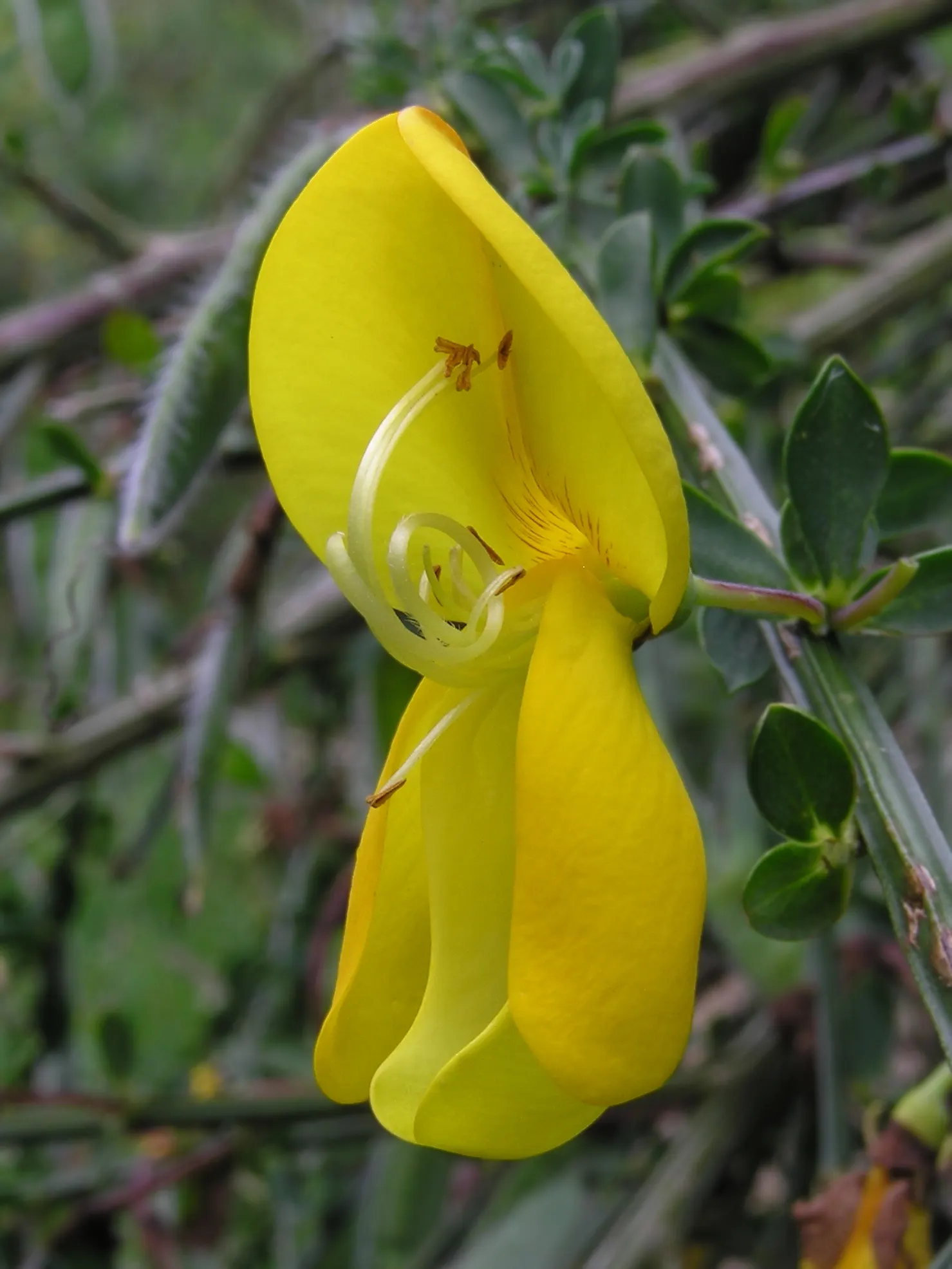 Scotch Broom (Cytisus Scoparius) — It thrives in full sun and well-drained soils; this hardy plant can reach heights of 3 to 5 feet and spreads, image 61