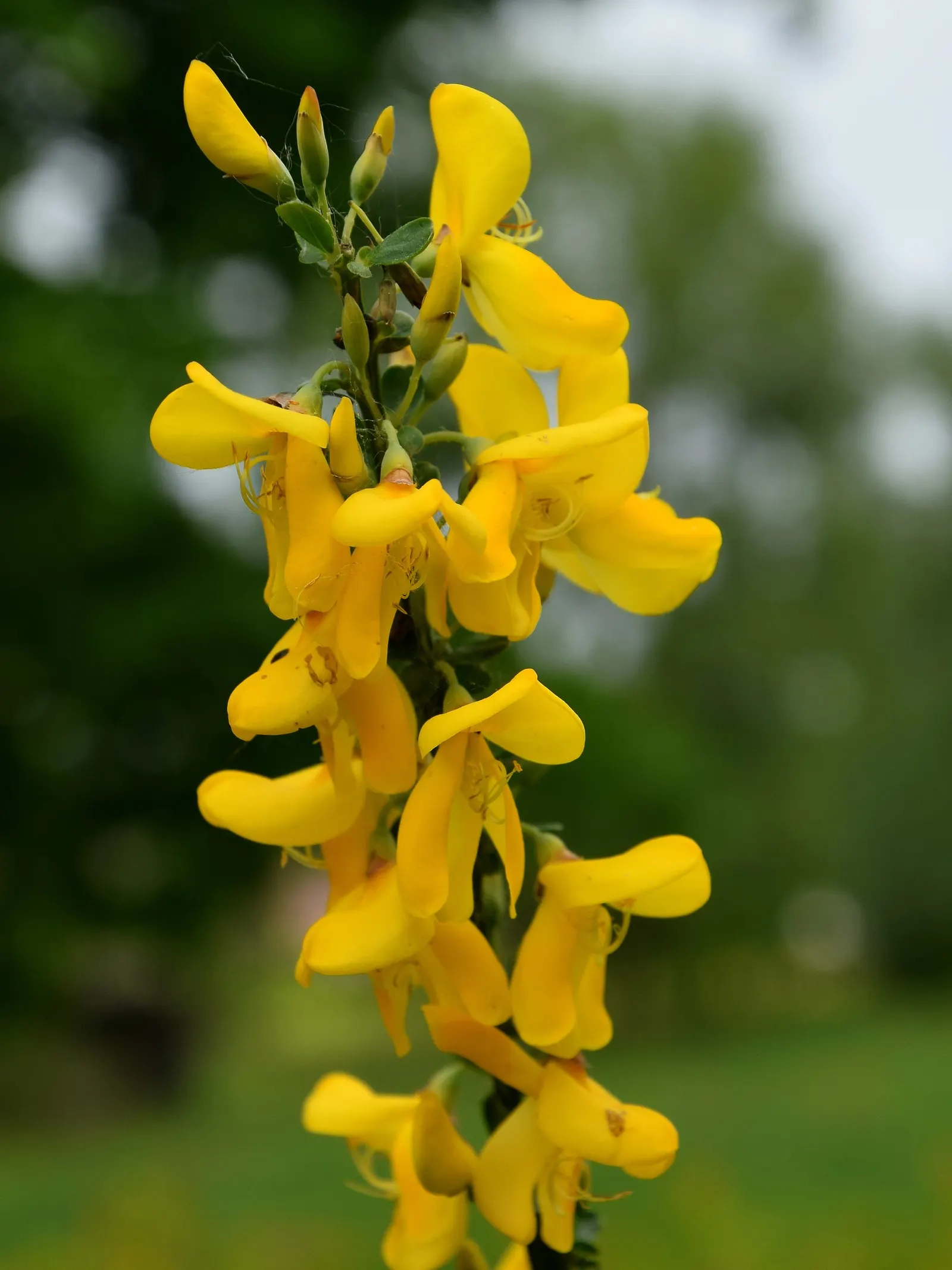 Scotch Broom (Cytisus Scoparius) — pea-like blooms in spring; is a vibrant shrub reaching 3-6 ft in height and 4-5 ft in width, image 119