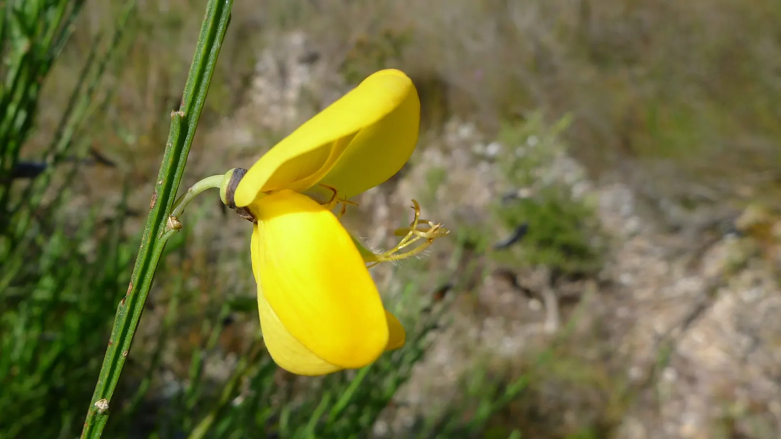 Scotch Broom (Cytisus Scoparius) — shrub for full