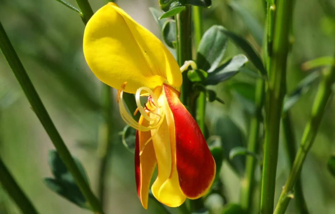 Scotch Broom (Cytisus Scoparius) — Ideal for adding color to borders and wild garden areas; prune after flowering to maintain shape and control, image 77