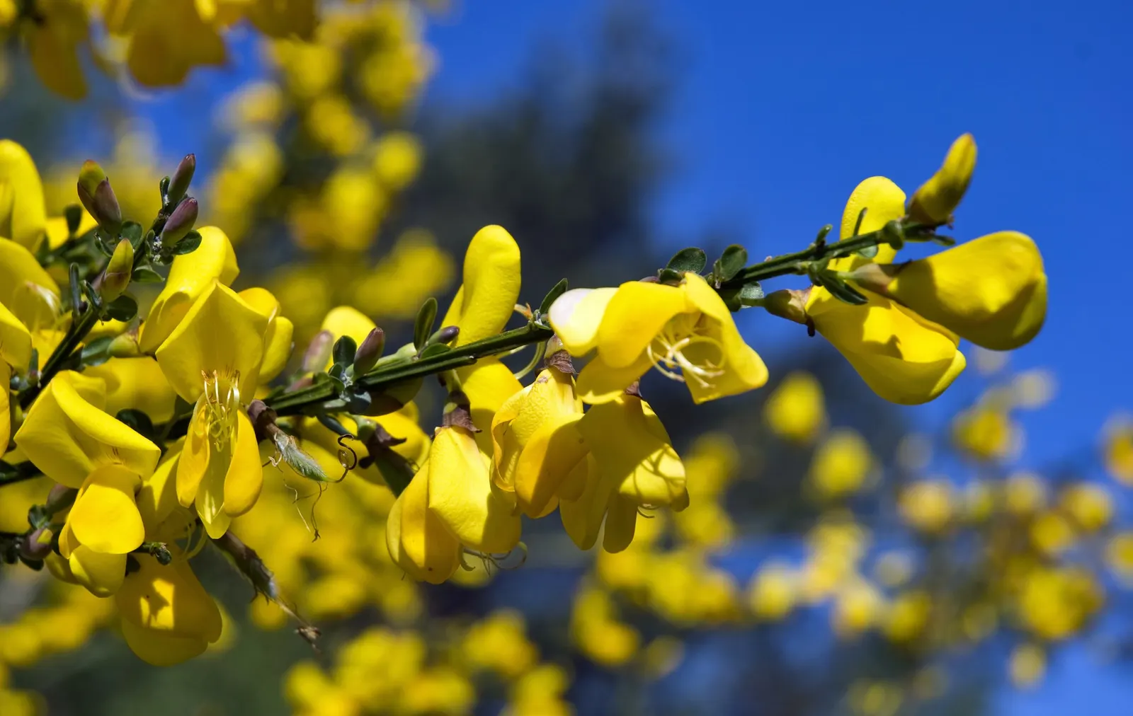 Scotch Broom (Cytisus Scoparius) — it provides a striking visual impact and is a low-maintenance option for embankments; it thrives in full sun and, image 88