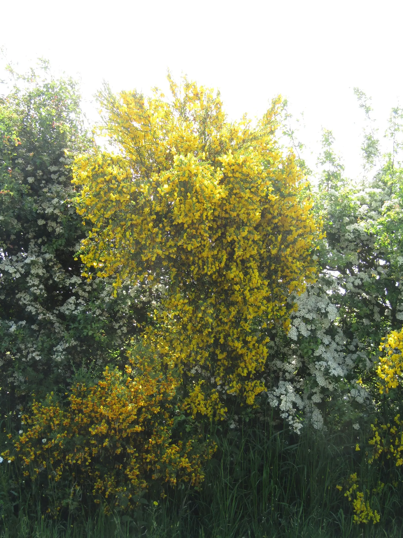Scotch Broom (Cytisus Scoparius) — commonly known as Scotch broom; pea-like blooms in spring, image 116