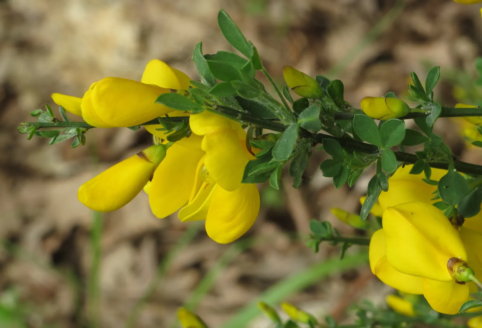 Scotch Broom (Cytisus Scoparius) — pea-like blooms in spring; is a vibrant shrub reaching 3-6 ft in height and 4-5 ft in width